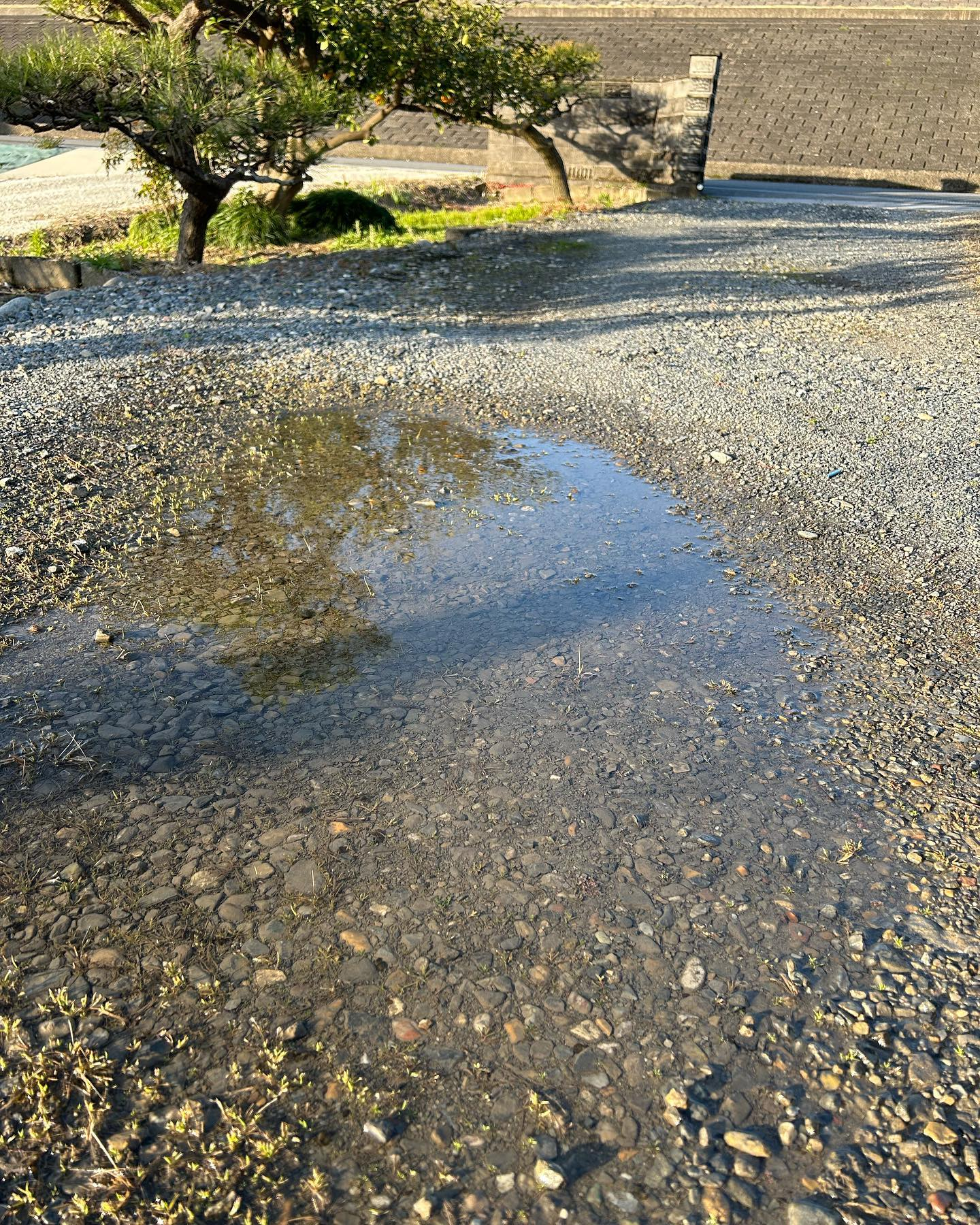 お店の庭にできた水溜まりが朝日に照らされて綺麗でした☀️