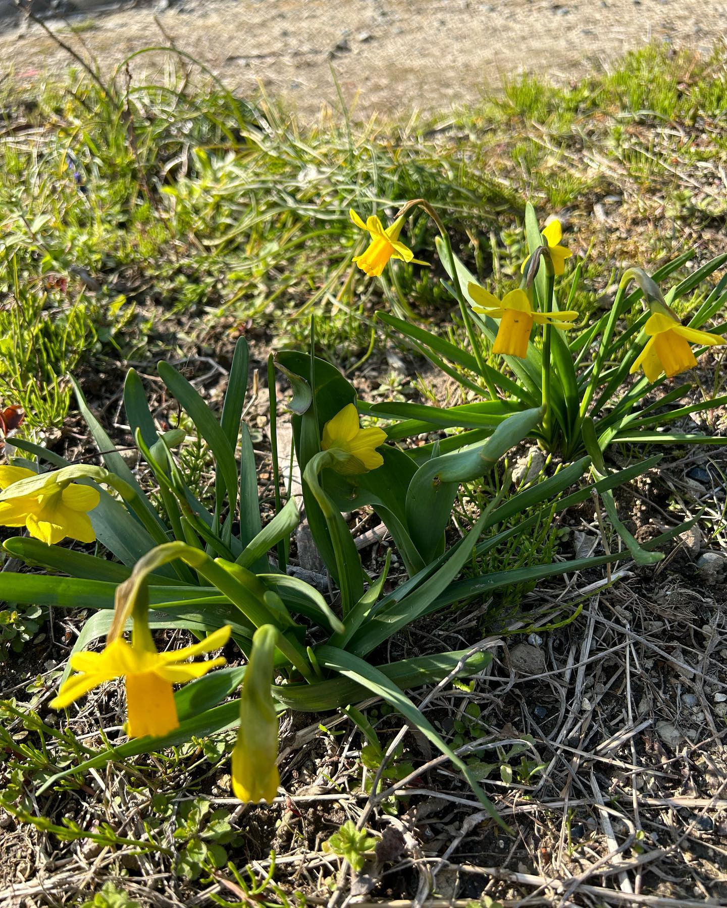 庭にこんな小さな黄色い花が咲いてました。