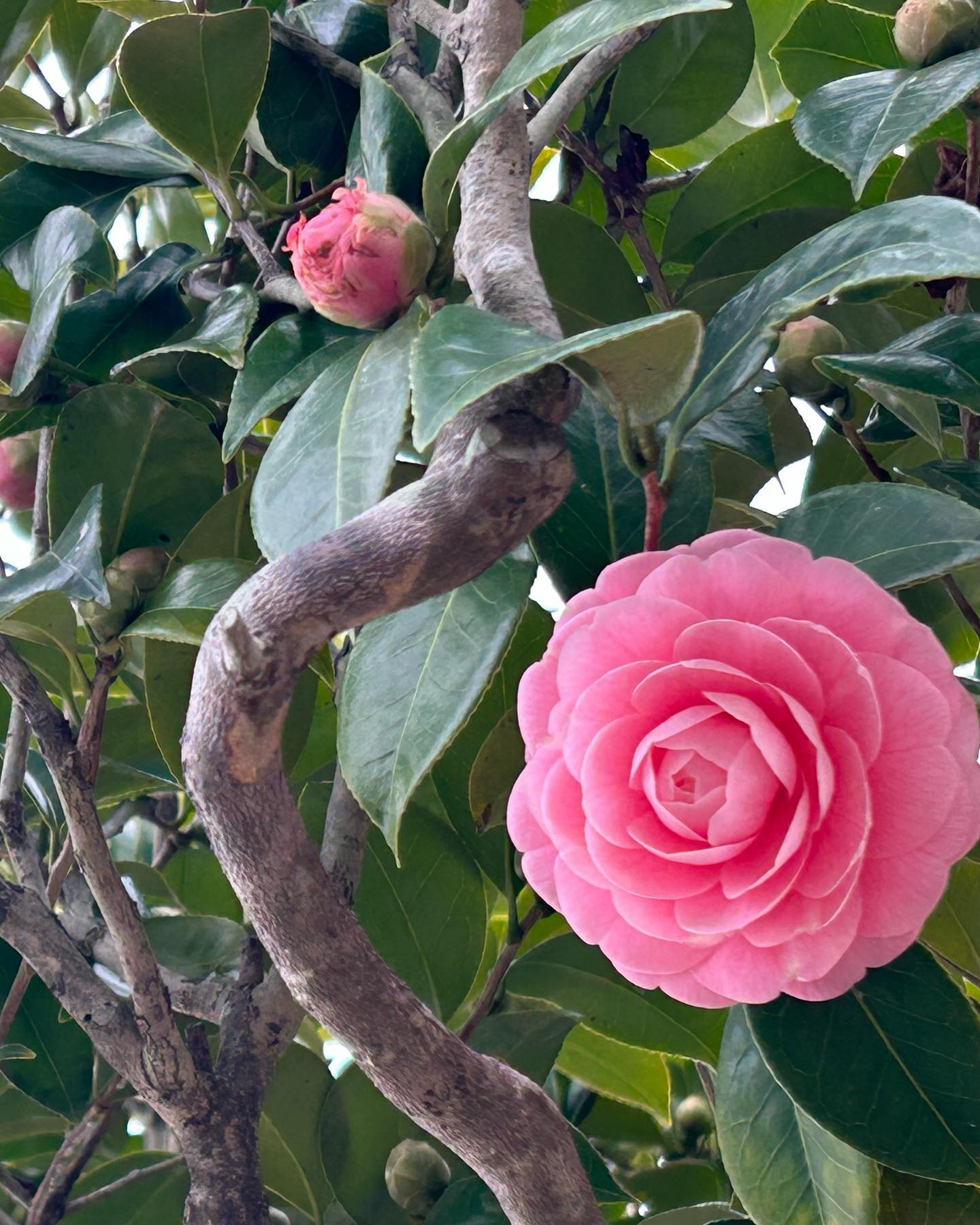 お庭に今朝咲いたお花です。