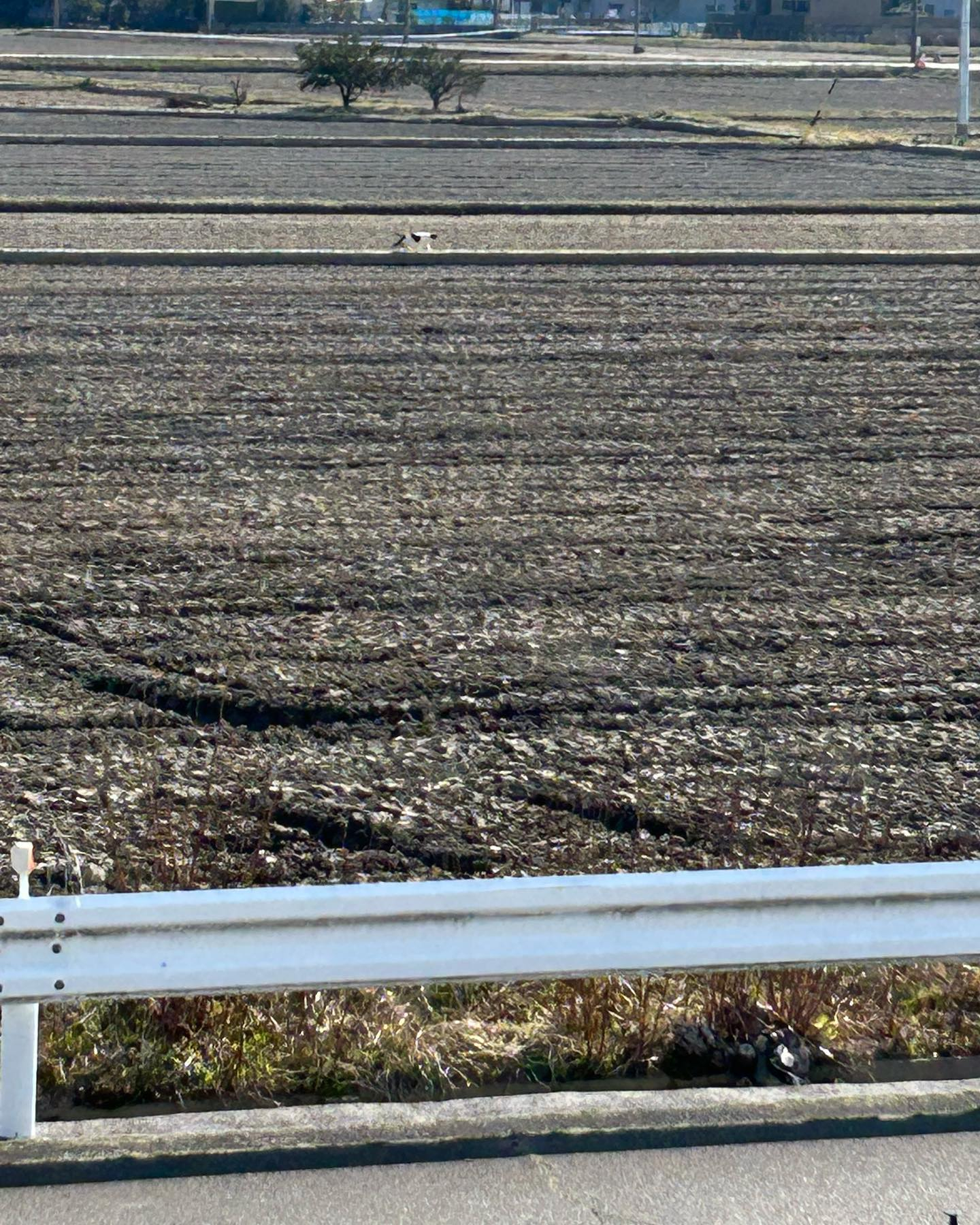 田んぼのあぜ道を歩く猫😊