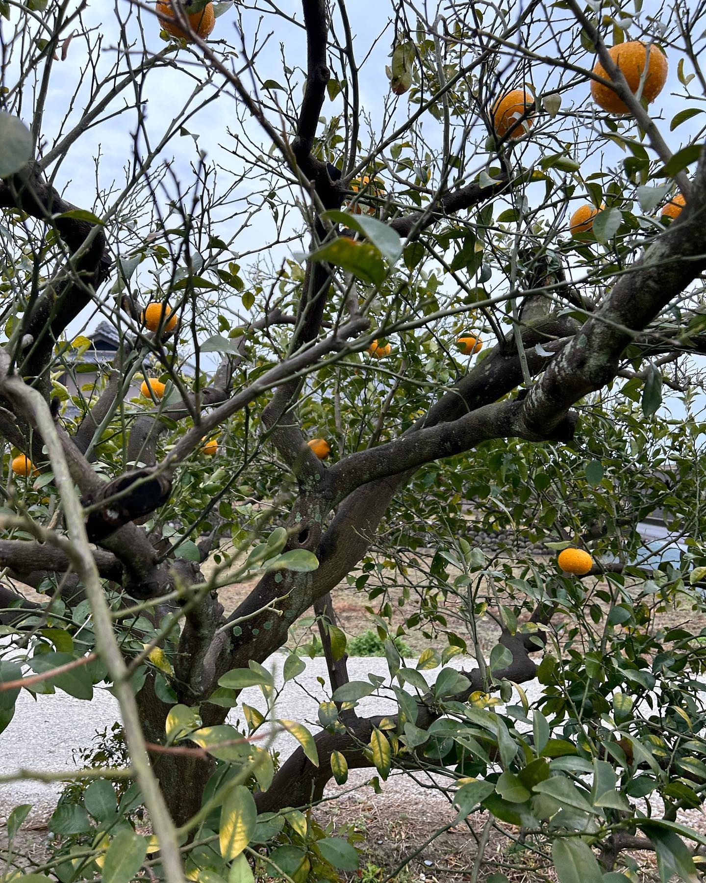 ライブ終了後ののどかな風のおとの朝です😊