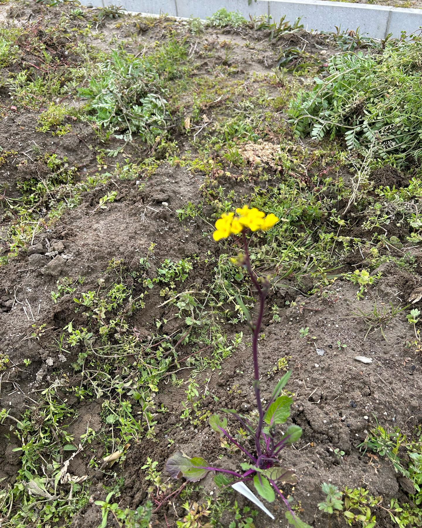 畑の中で元気にしています😊