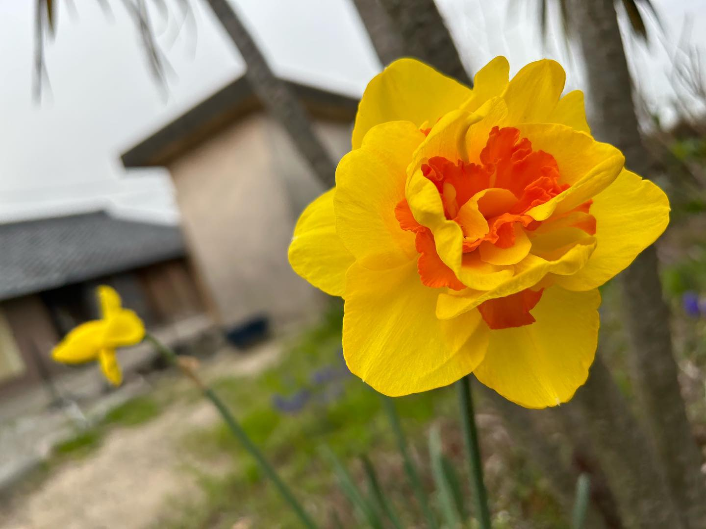 回りが黄色で中がオレンジ色の少し大きめの花が咲きました。