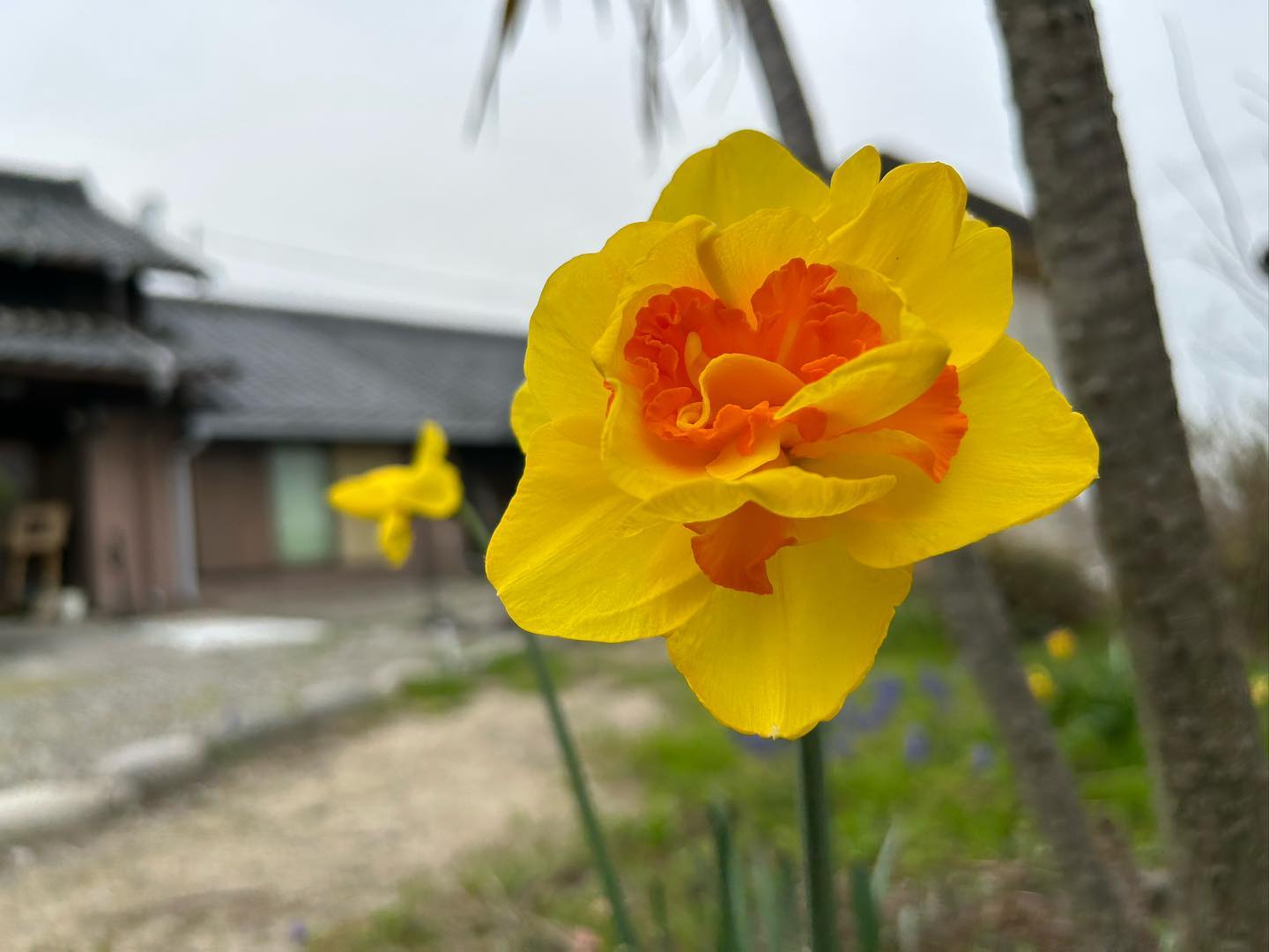 回りが黄色で中がオレンジ色の少し大きめの花が咲きました。