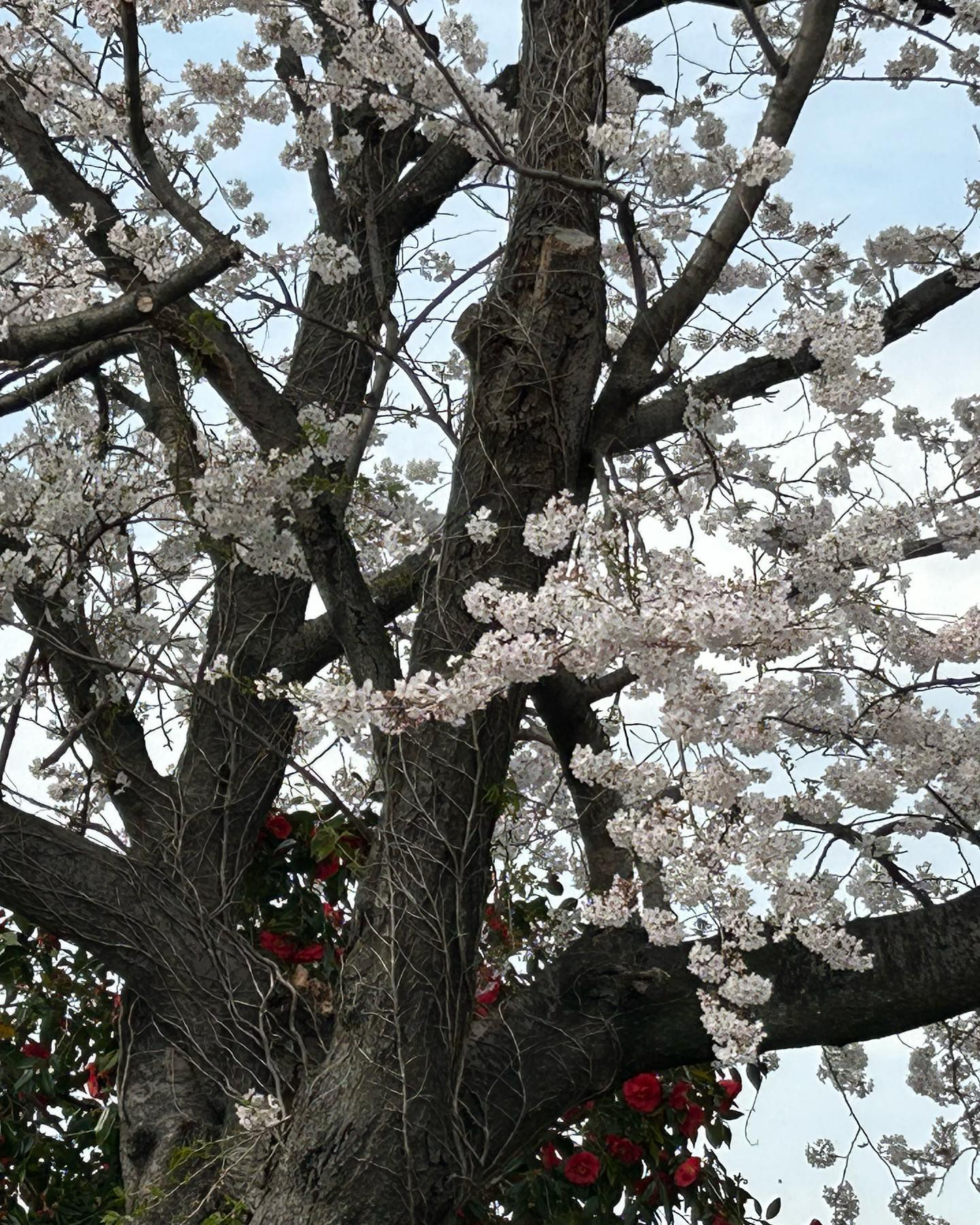 木曽岬の桜咲く中こんなライブを開催します😊