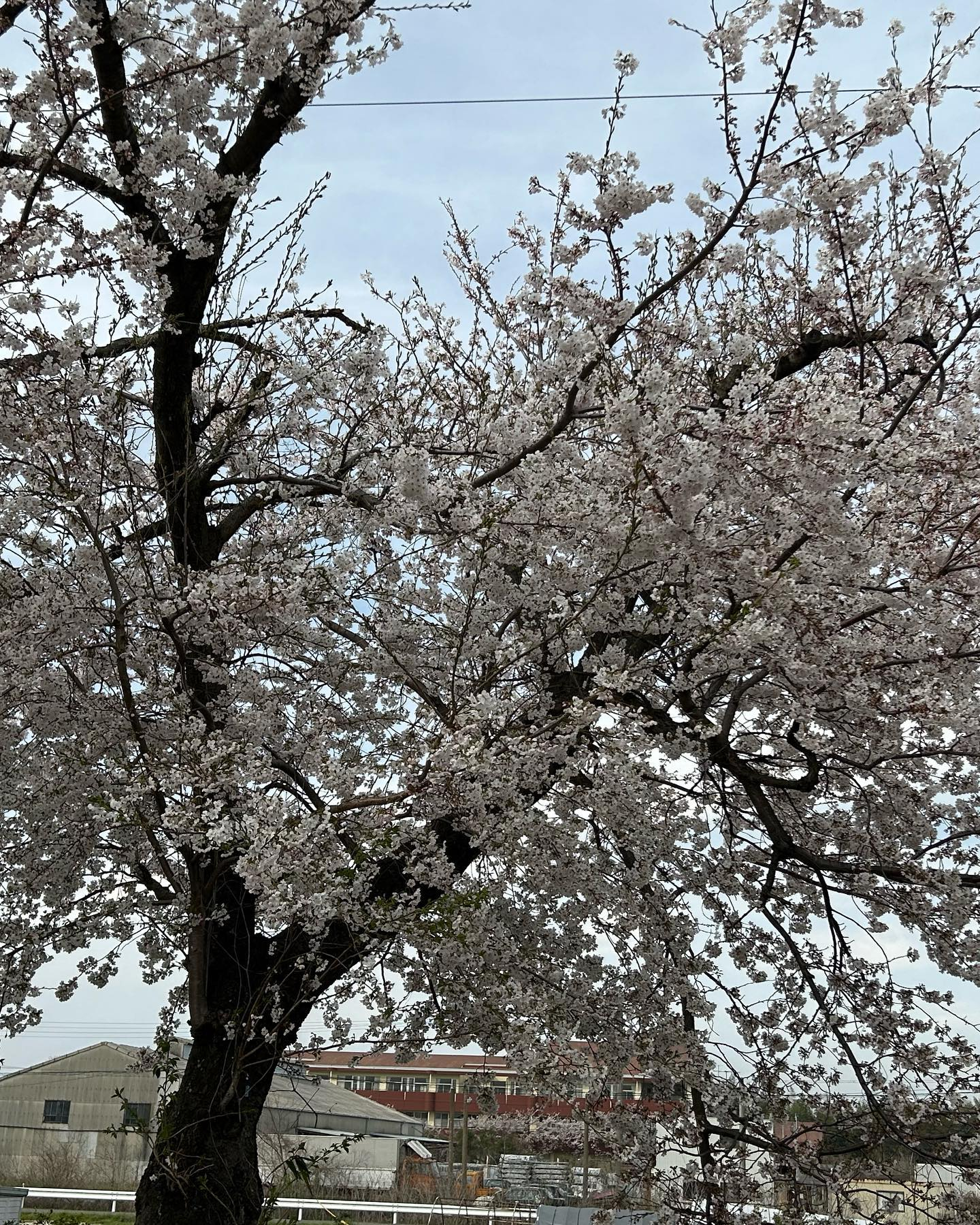 木曽岬の桜咲く中こんなライブを開催します😊