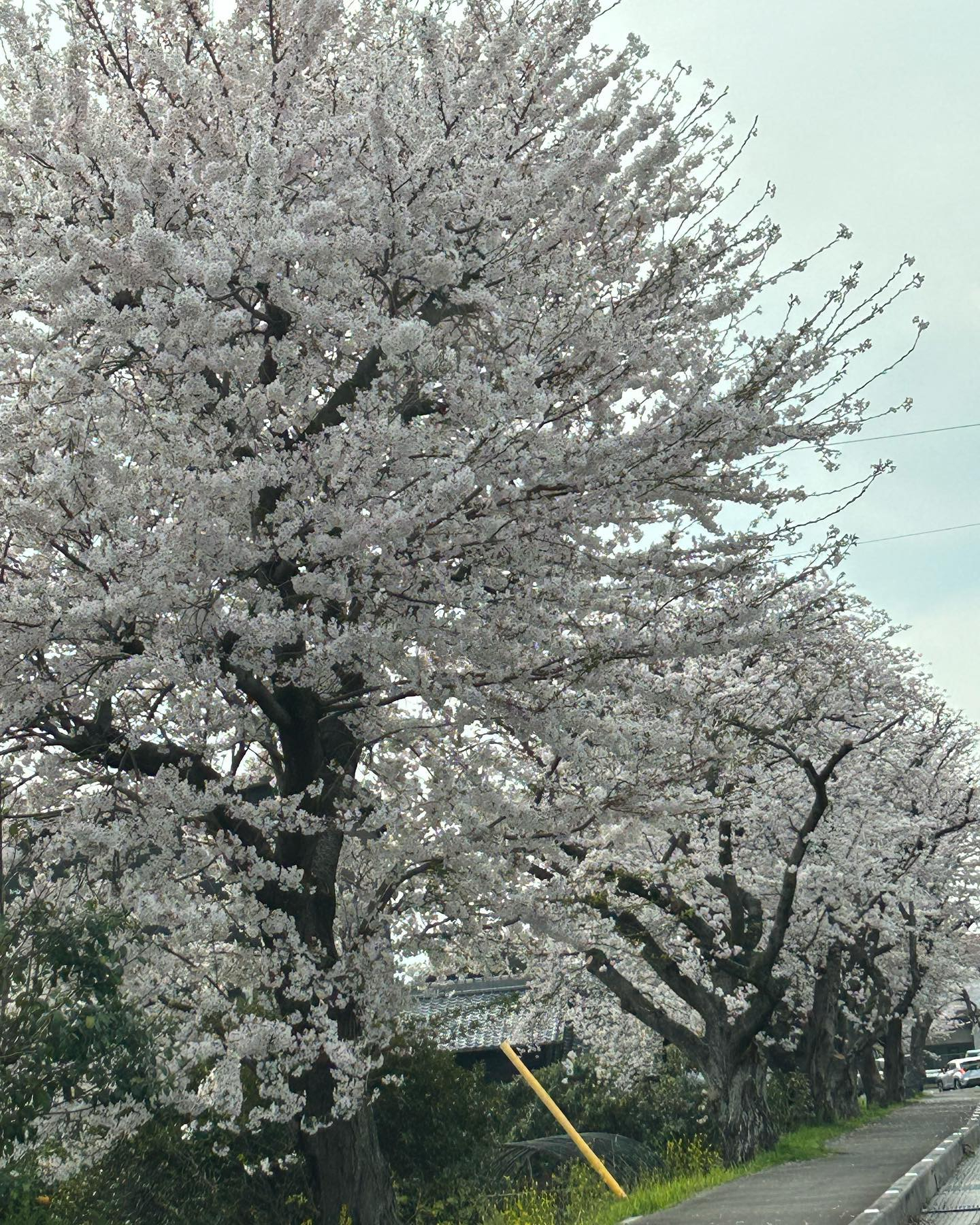 木曽岬の桜咲く中こんなライブを開催します😊