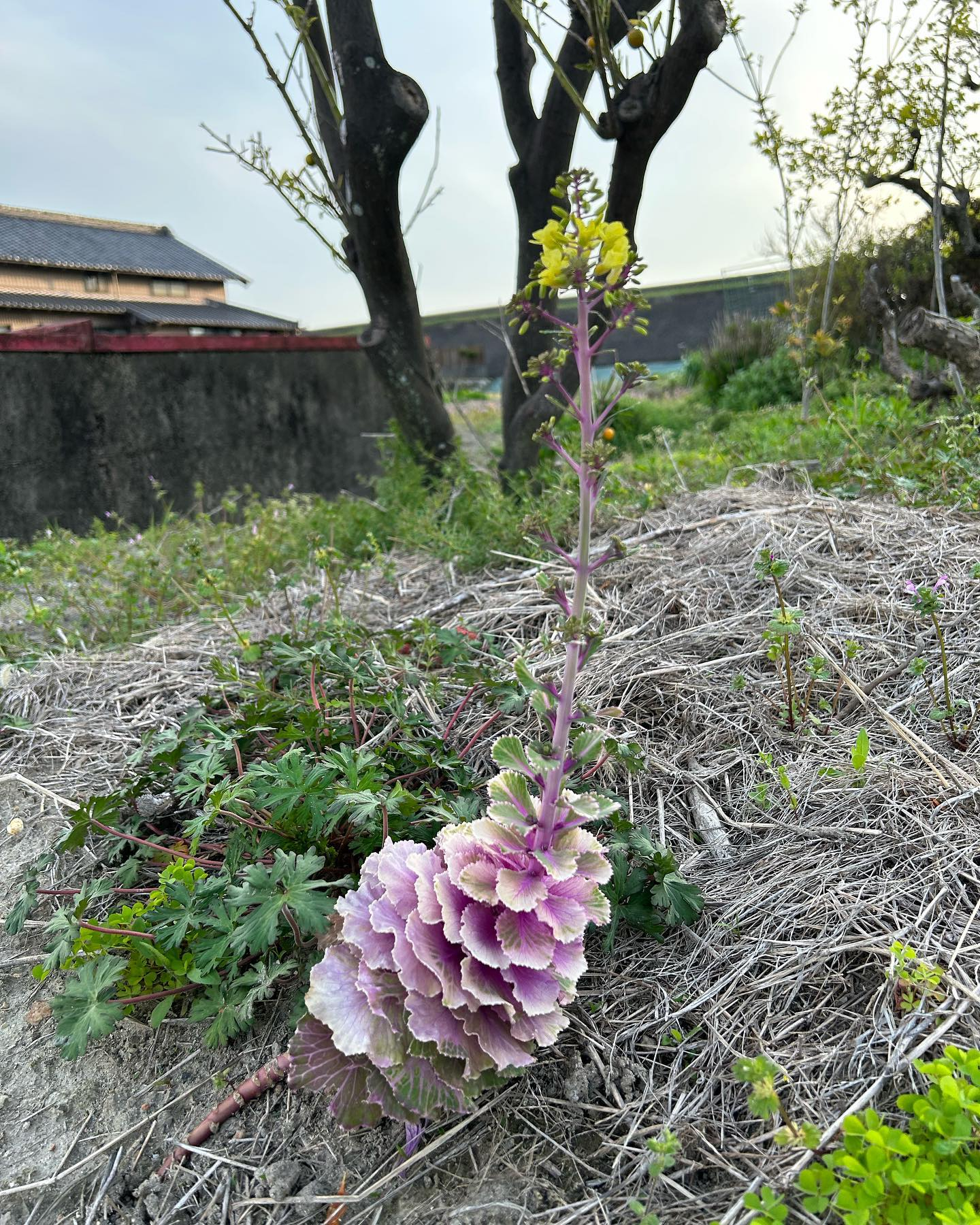 風のおとにこんなお花達が咲きました😊