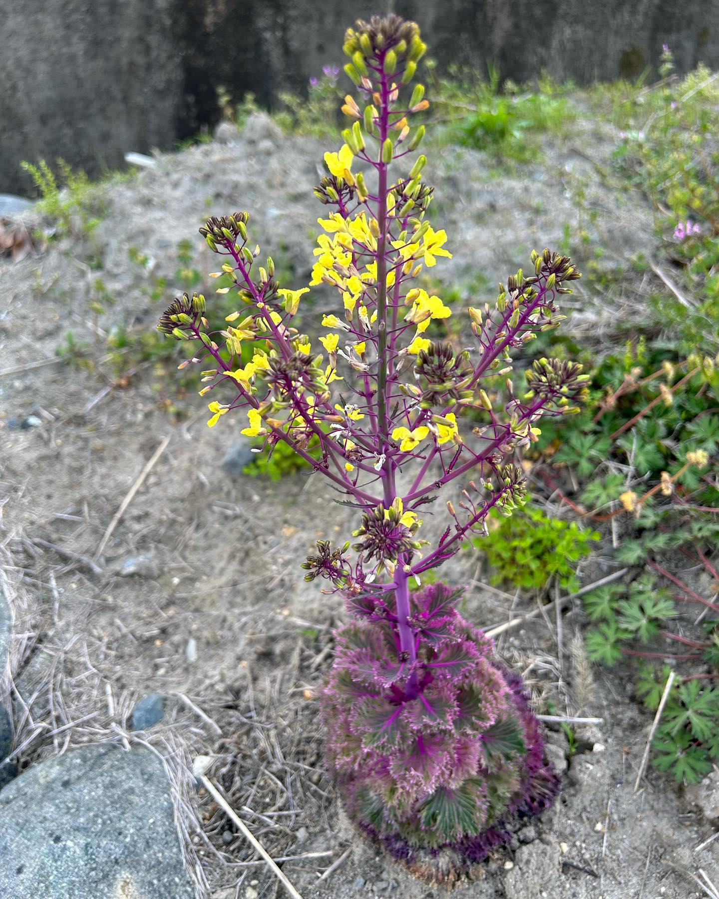 風のおとにこんなお花達が咲きました😊