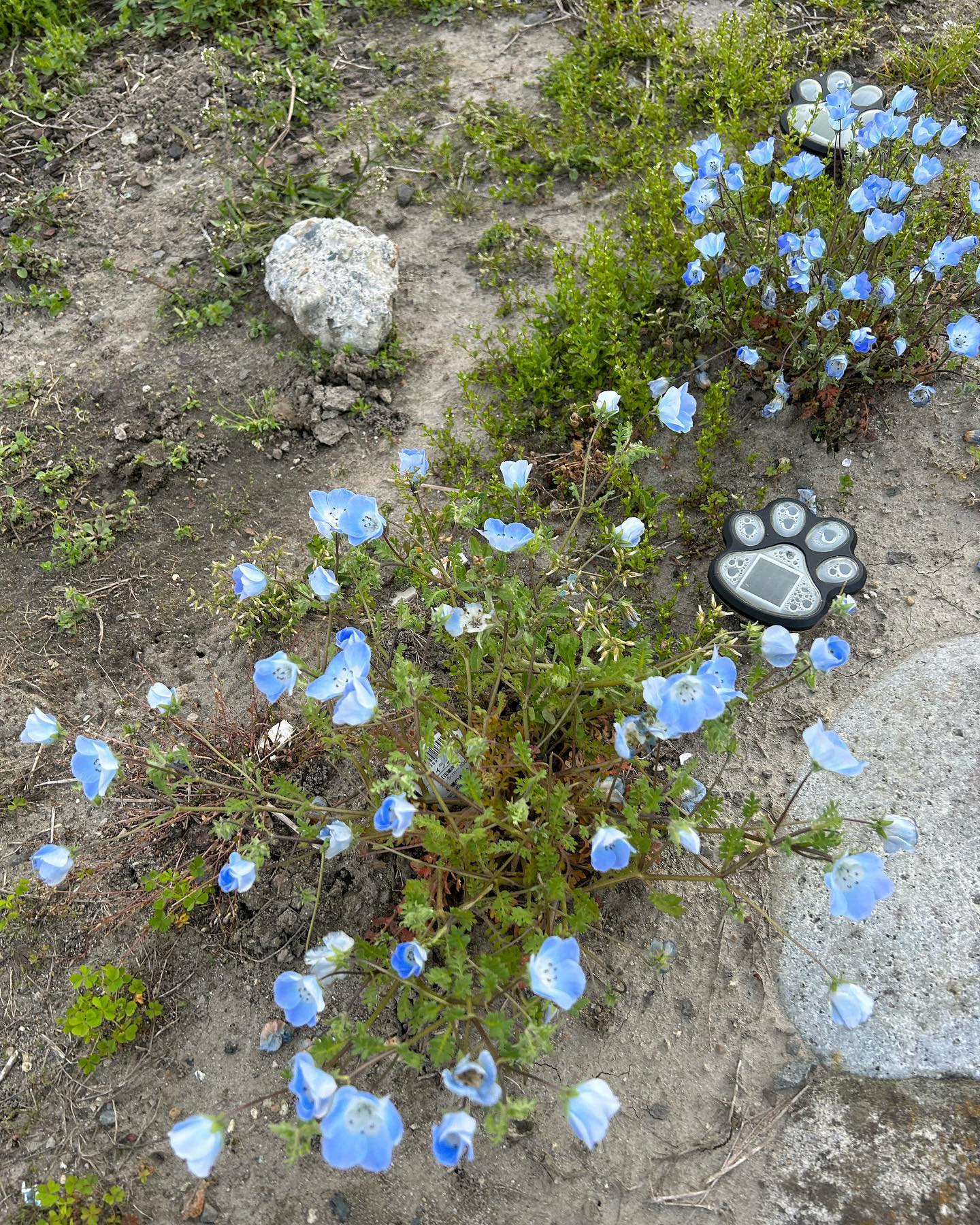 風のおとにこんなお花達が咲きました😊