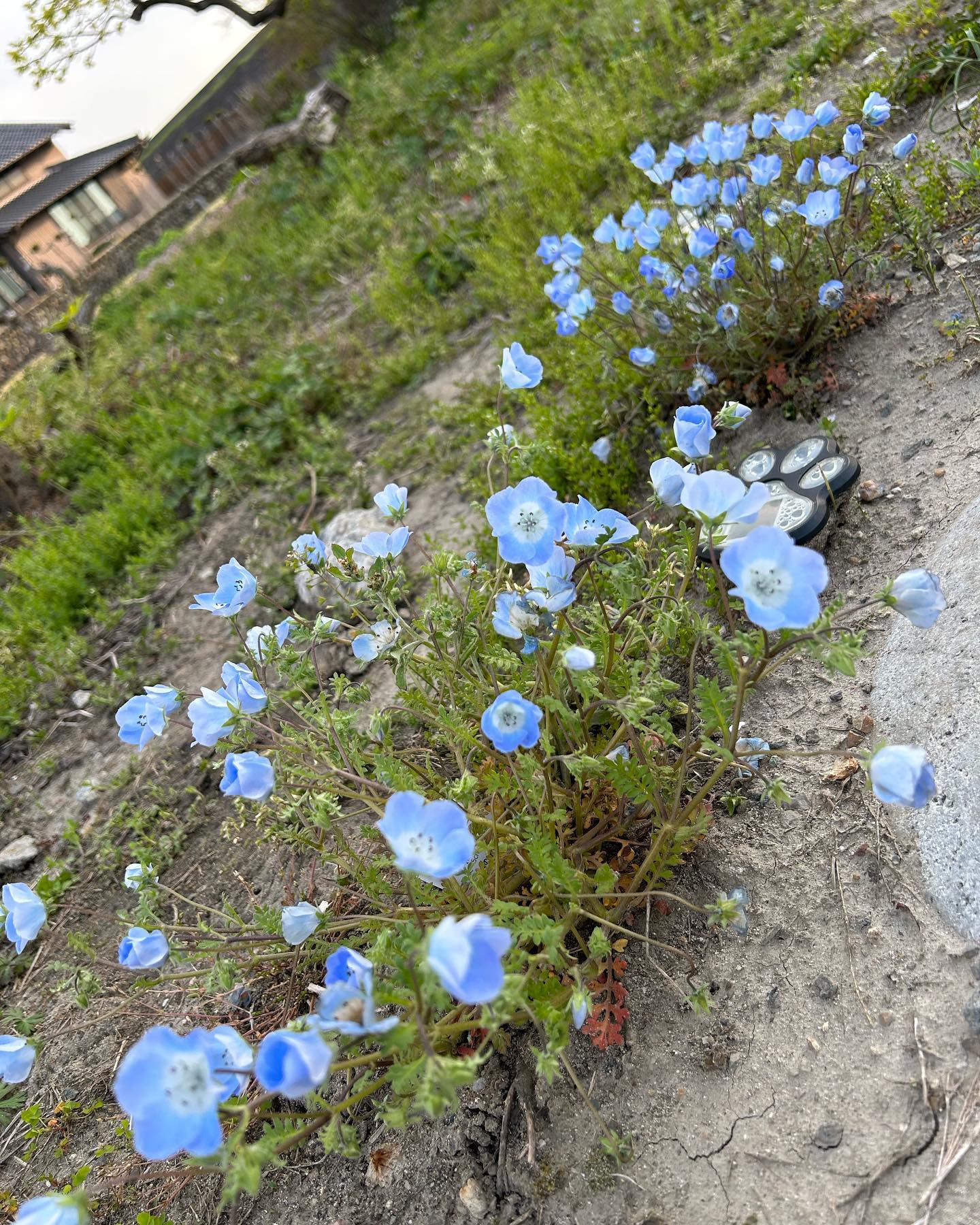 風のおとにこんなお花達が咲きました😊