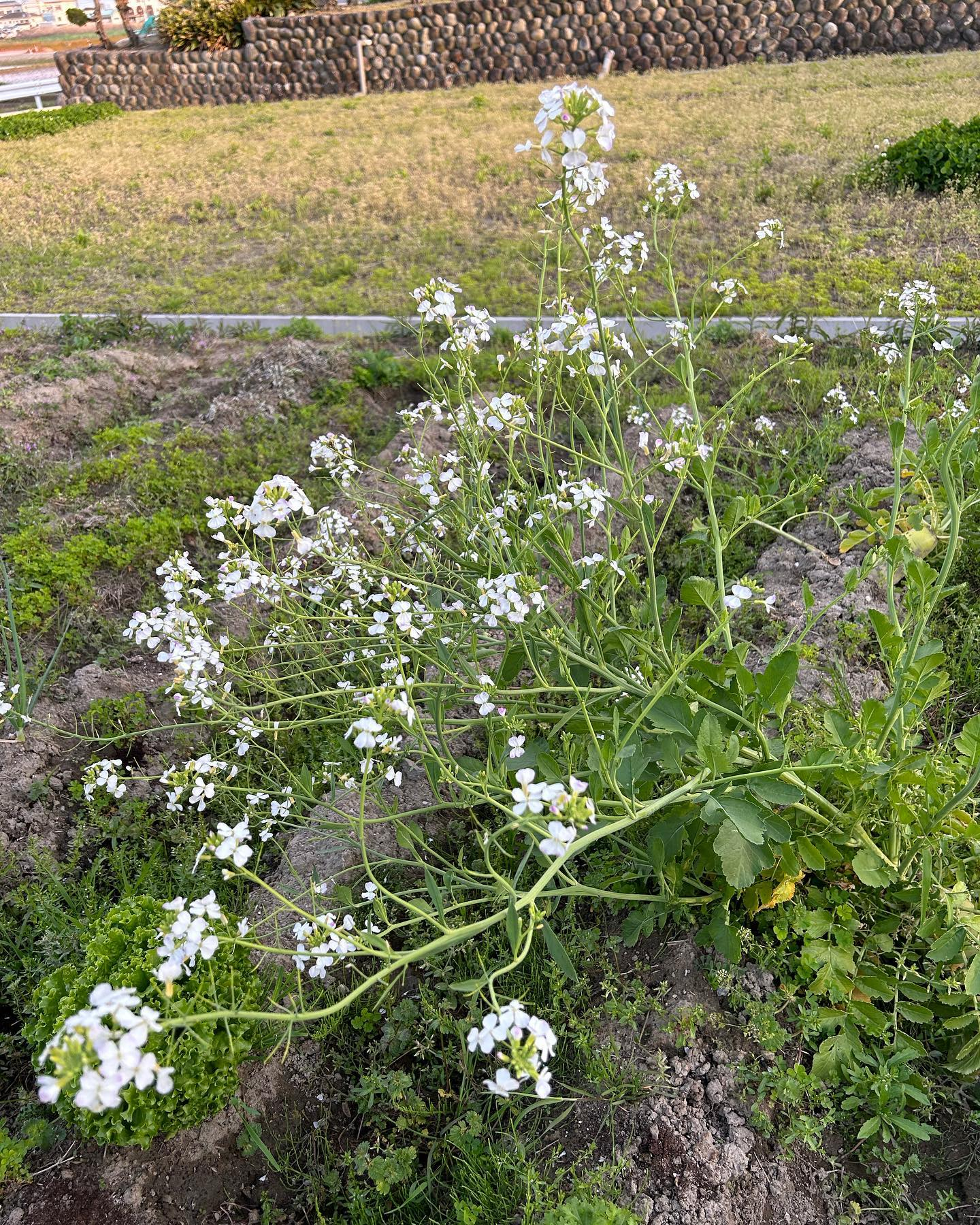 風のおとにこんなお花達が咲きました😊