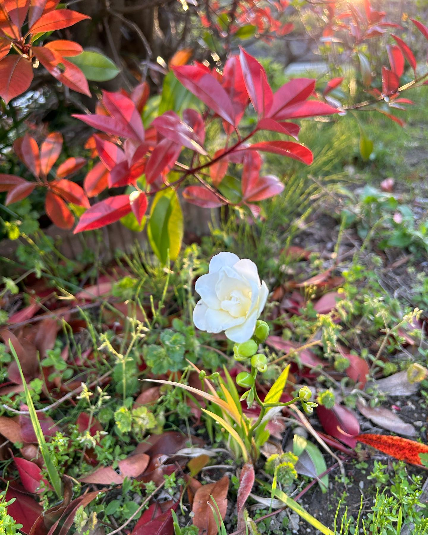 風のおとにこんなお花達が咲きました😊