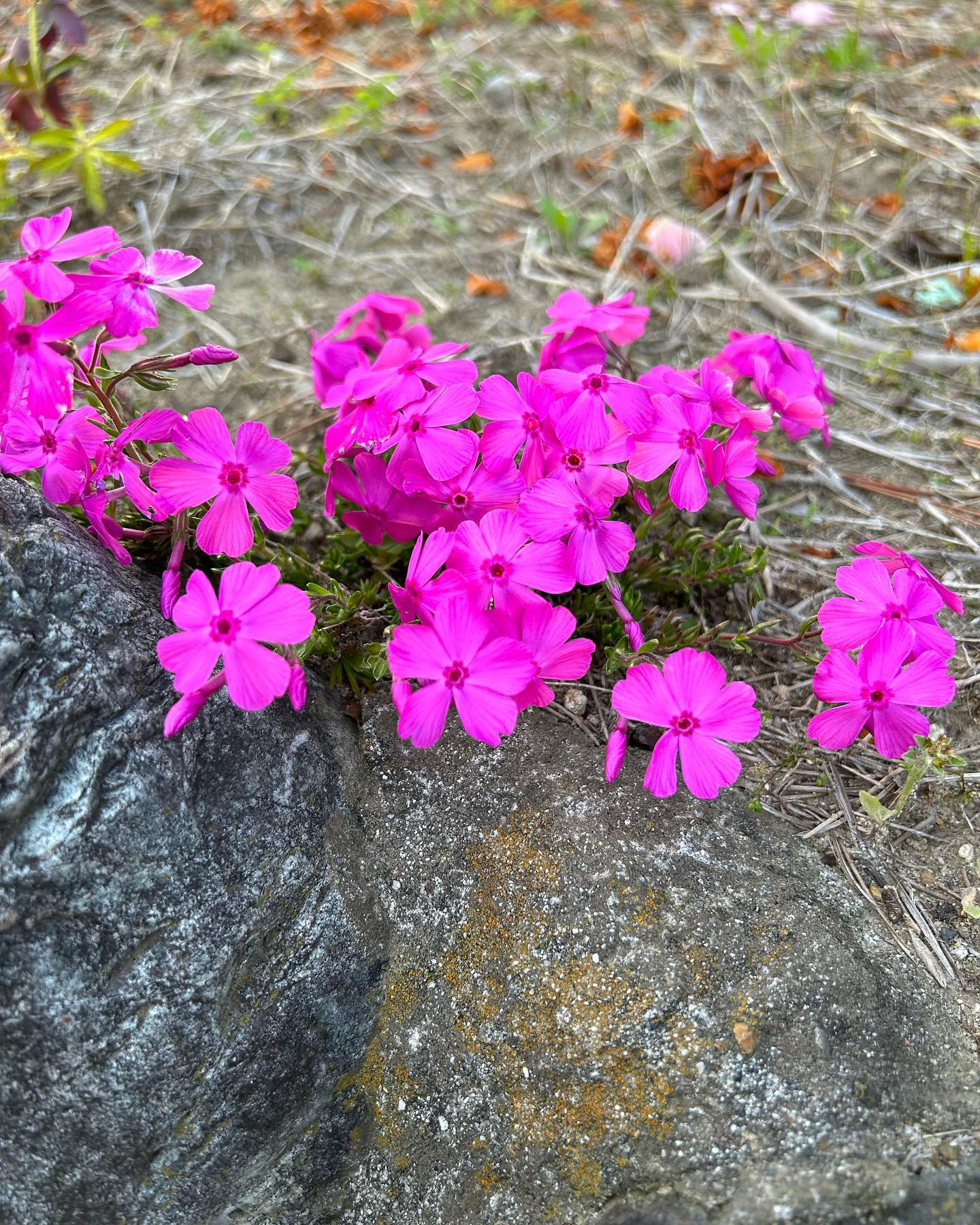 風のおとにこんなお花達が咲きました😊