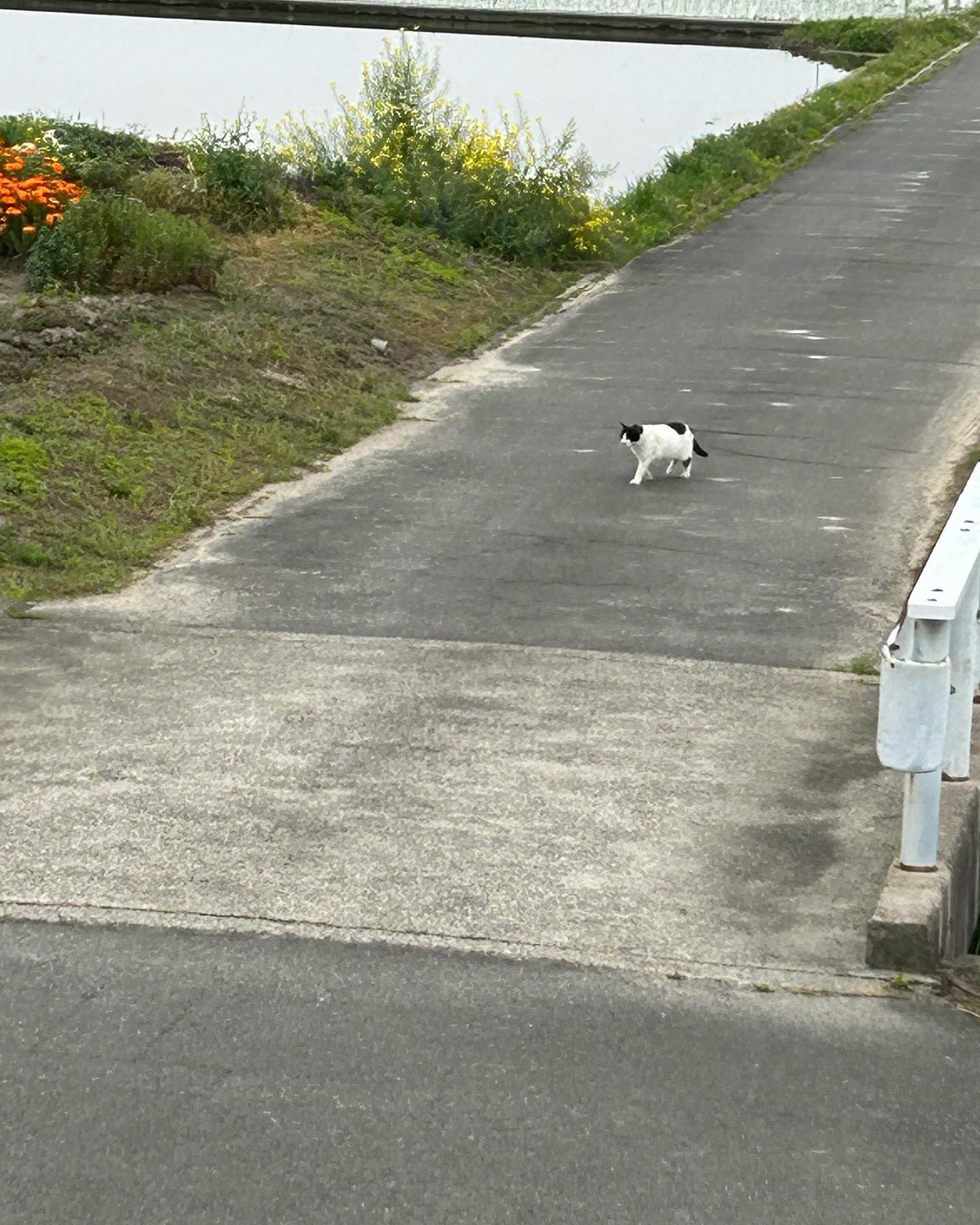 猫のブッチーが風のおとの回りをお散歩中です😊