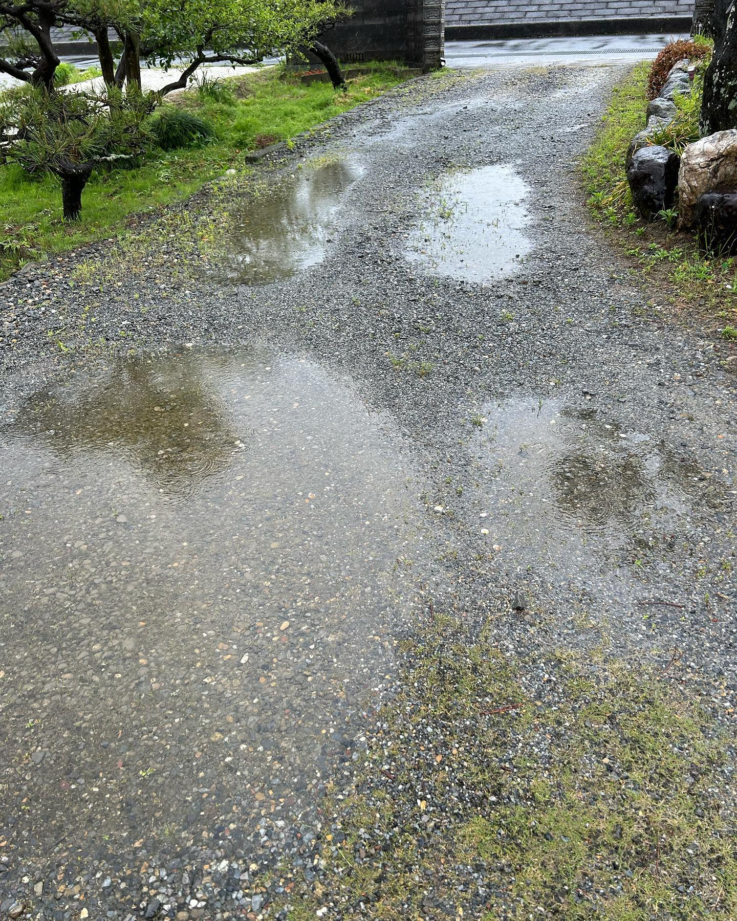 雨の中の風のおとです