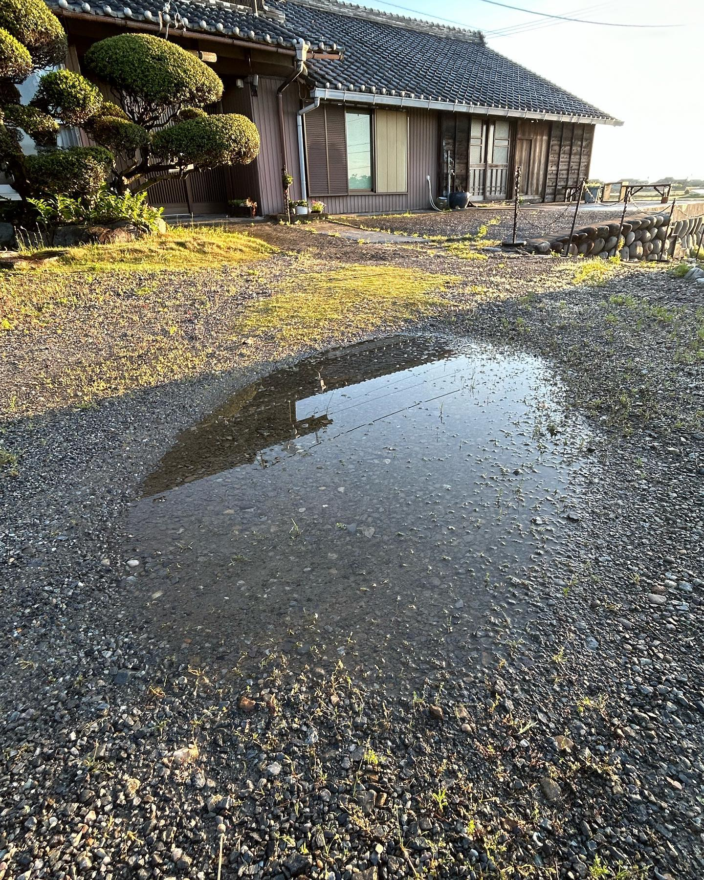 今朝は太陽の光が田んぼに写ってまぶしいくらいです。