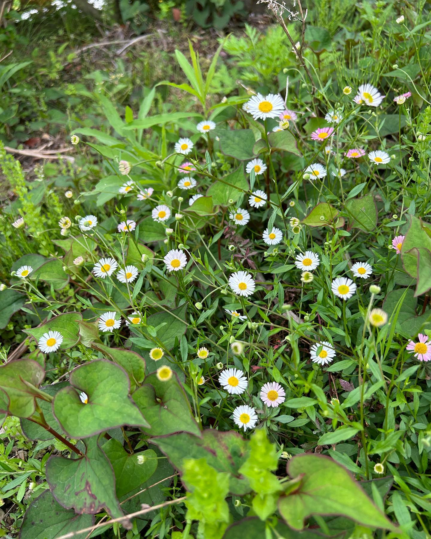 先日草刈りをしたらこんなお花たちが顔を出しました😊