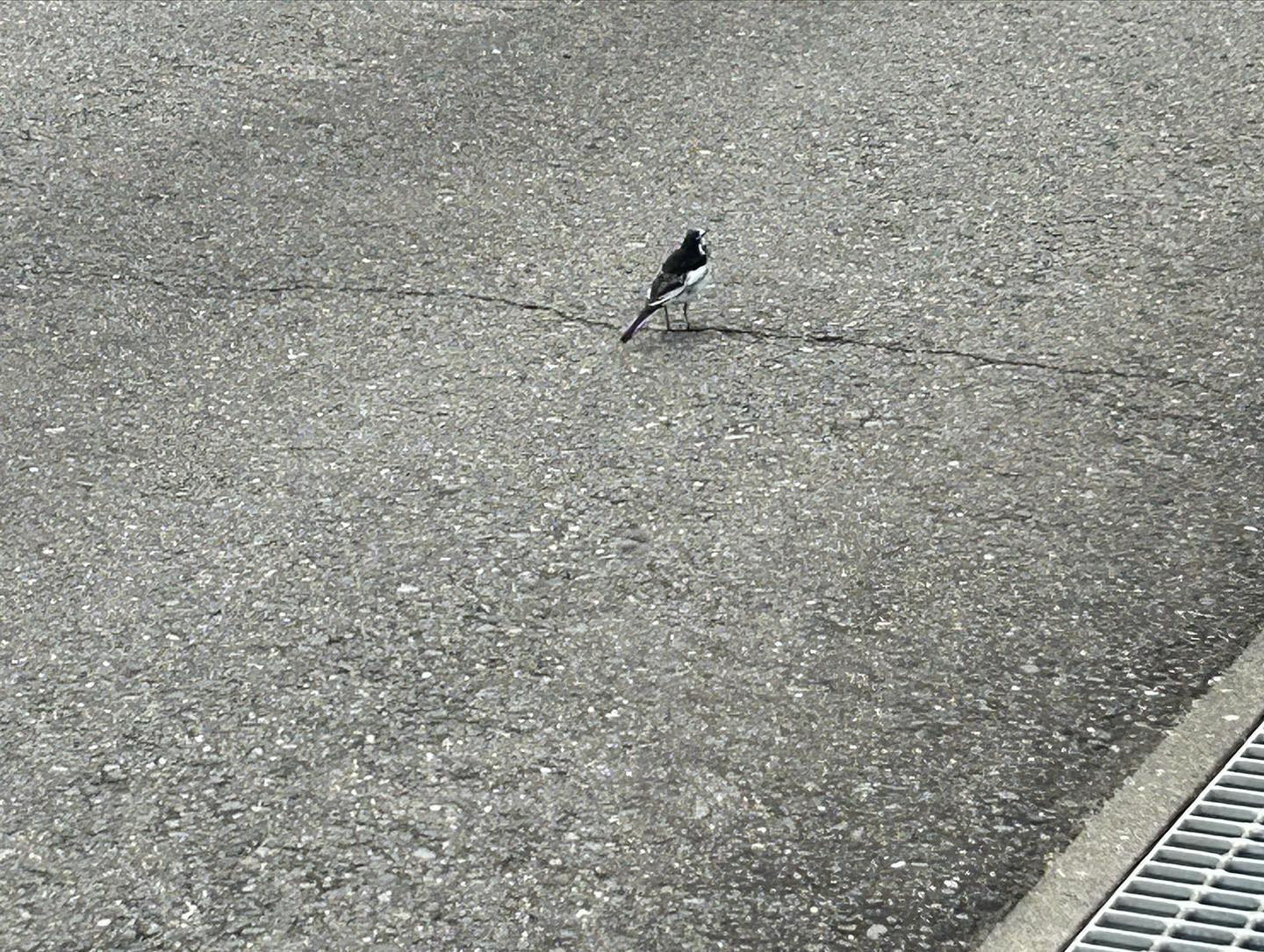 小雨の中水溜りに鳥たちが水を飲みに来ます😊