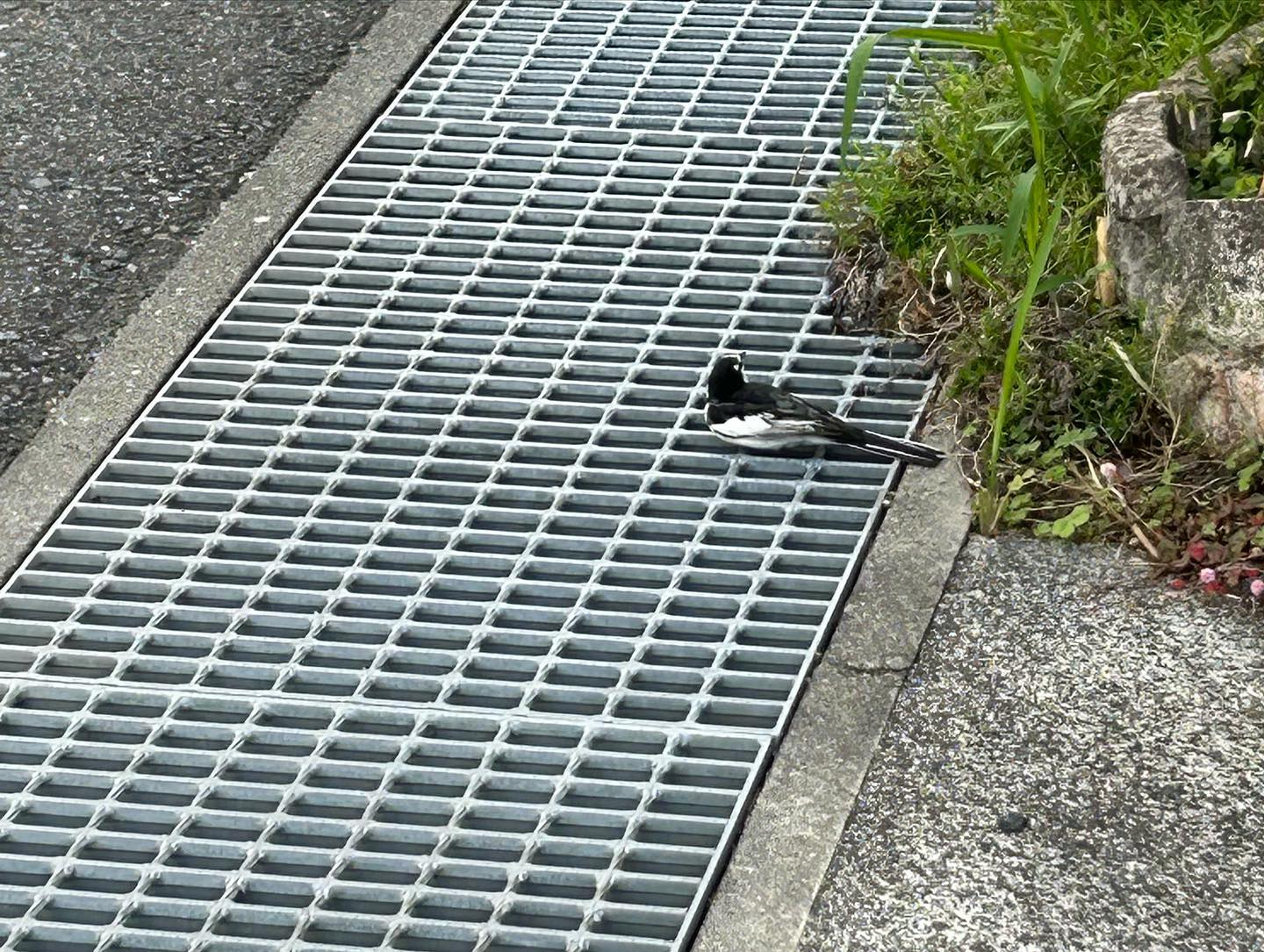 小雨の中水溜りに鳥たちが水を飲みに来ます😊