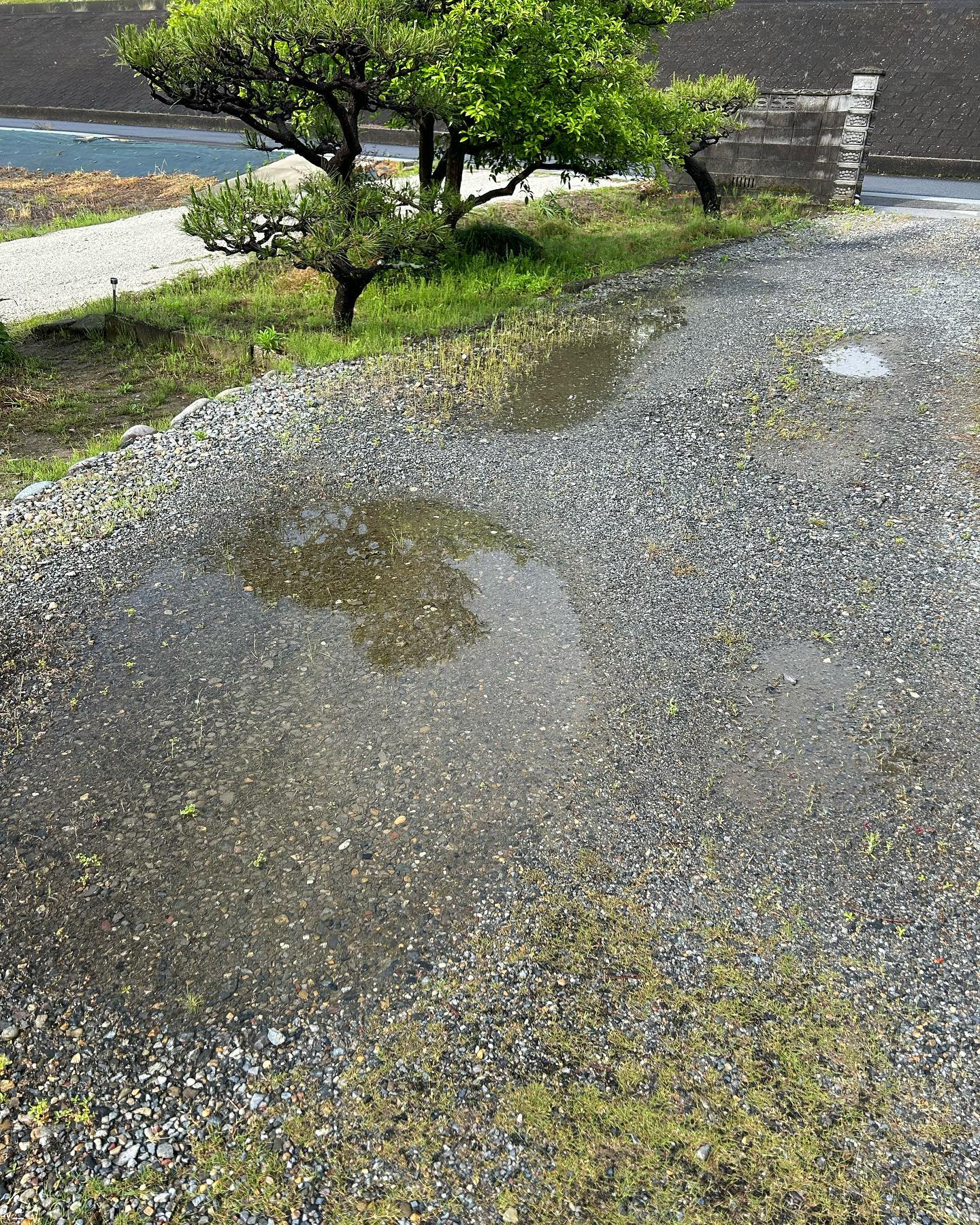 雨上がり恒例の水溜りです。