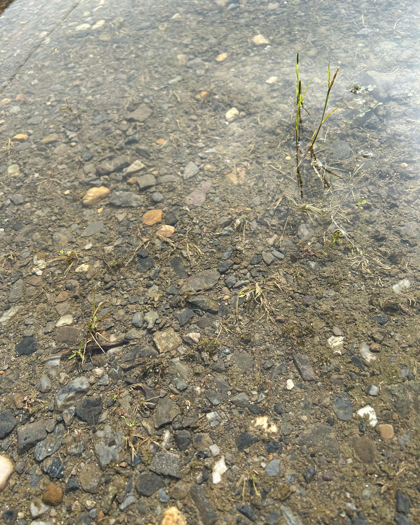 雨上がり恒例の水溜りです。