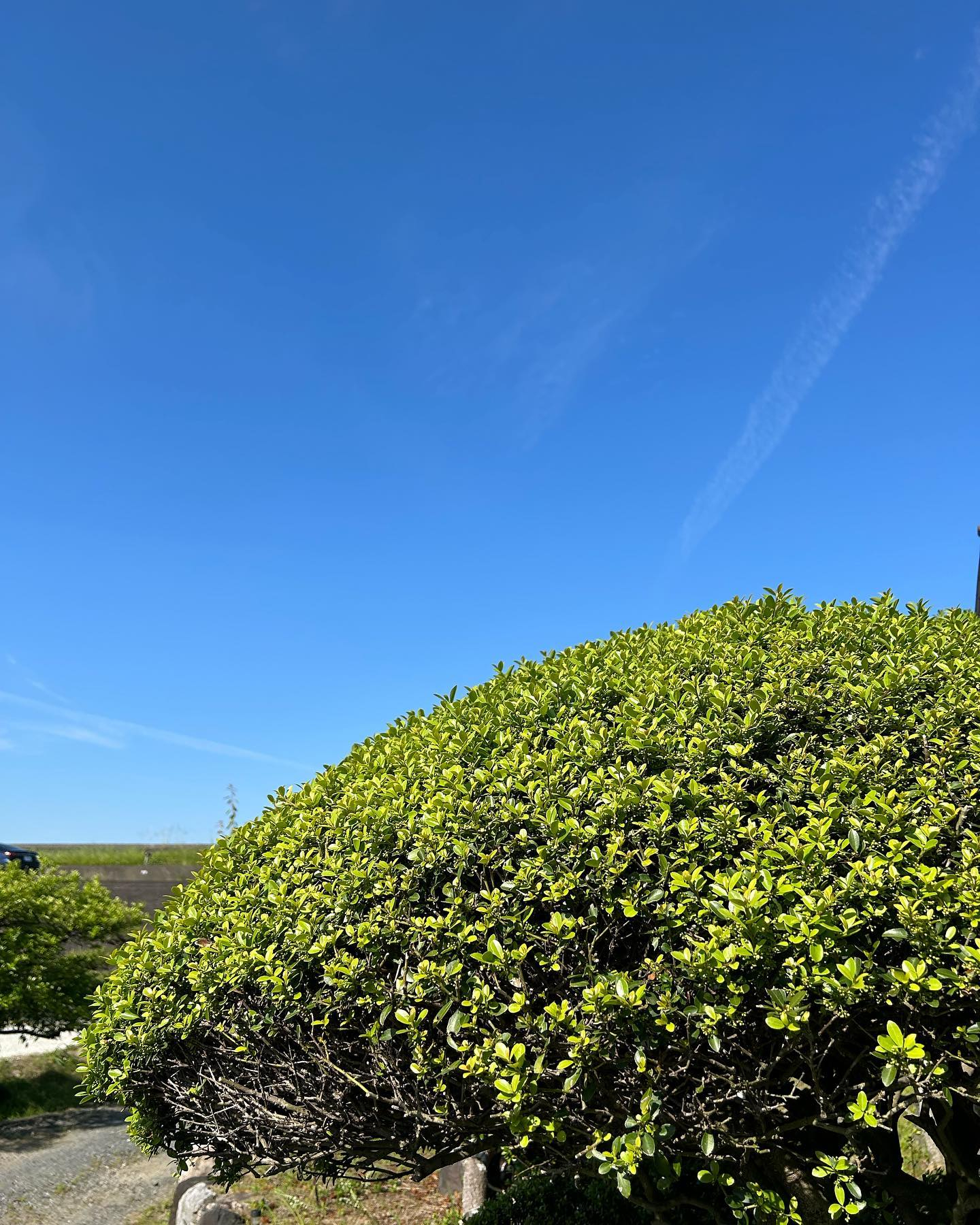 青い空と緑の田園が眩しい今朝の風のおとです☀️