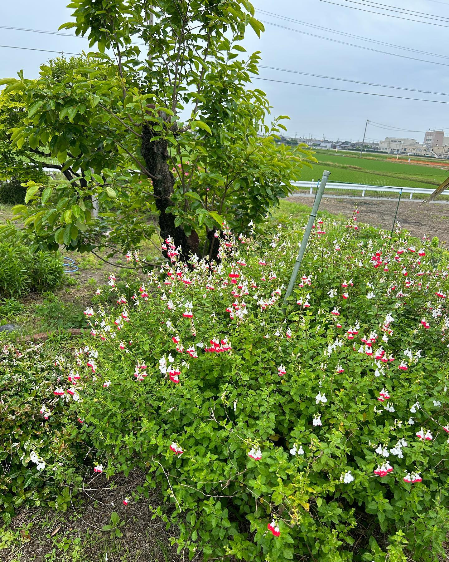 しとしと雨の風のおとです。