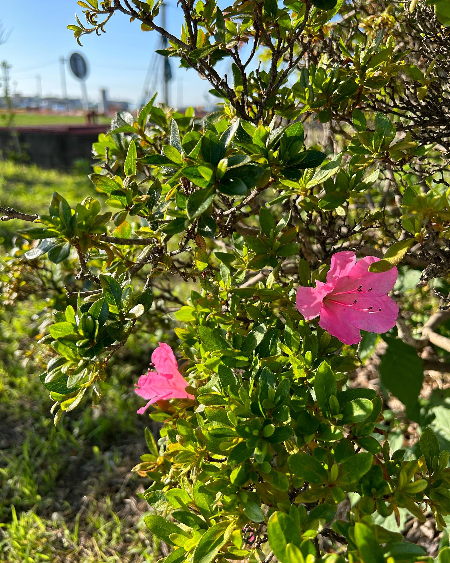 快晴の風のおとです☀️