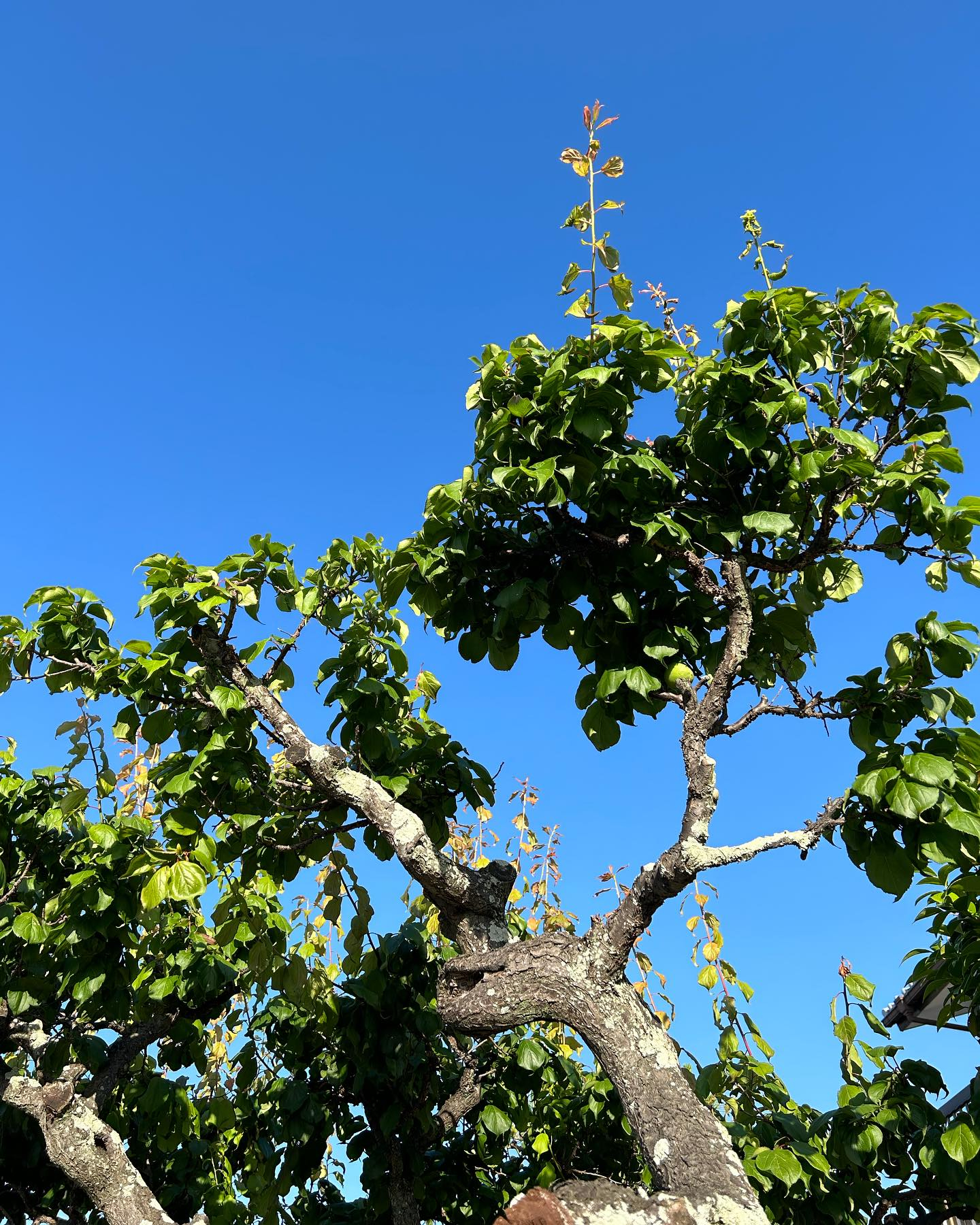 快晴の風のおとです☀️