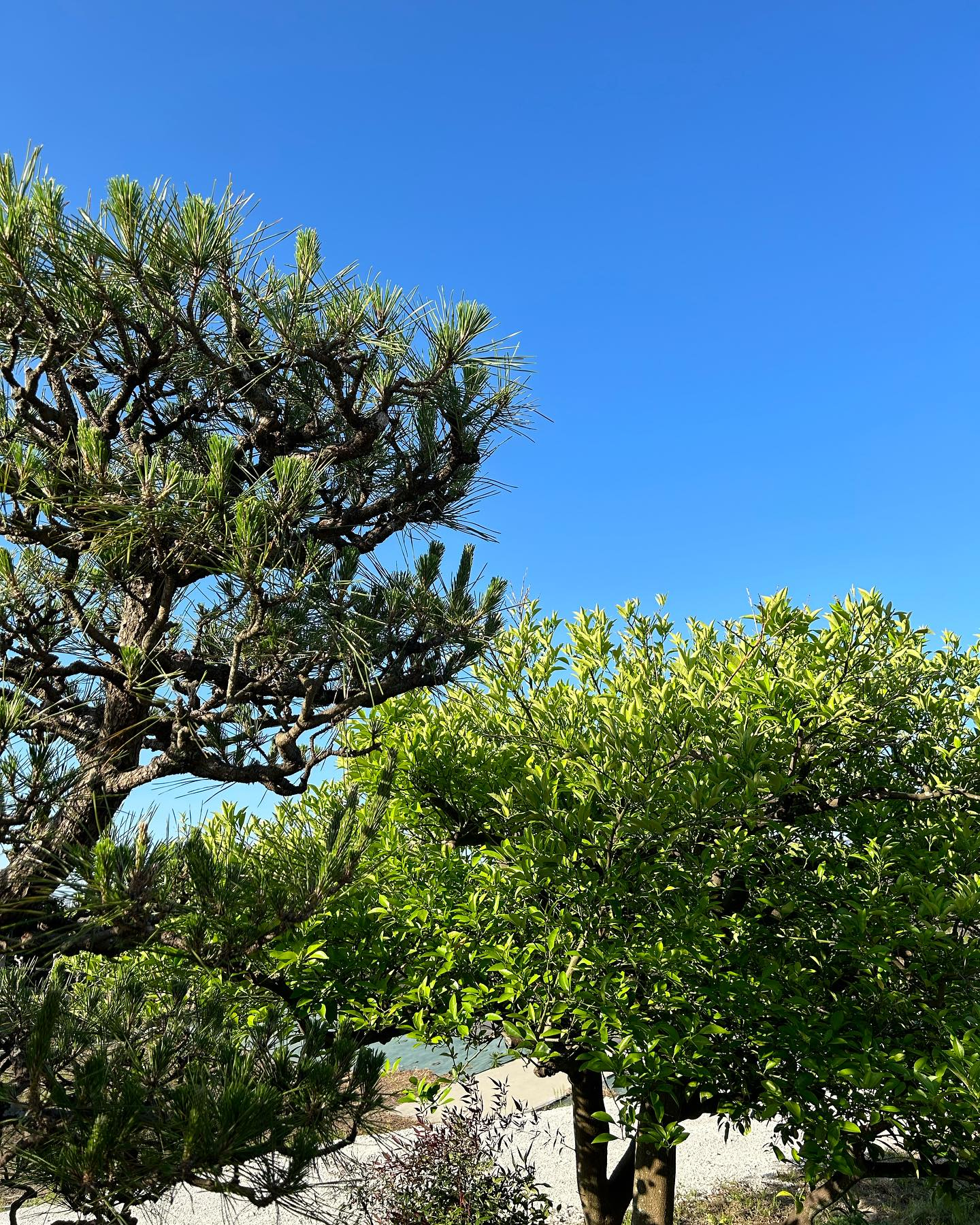 快晴の風のおとです☀️