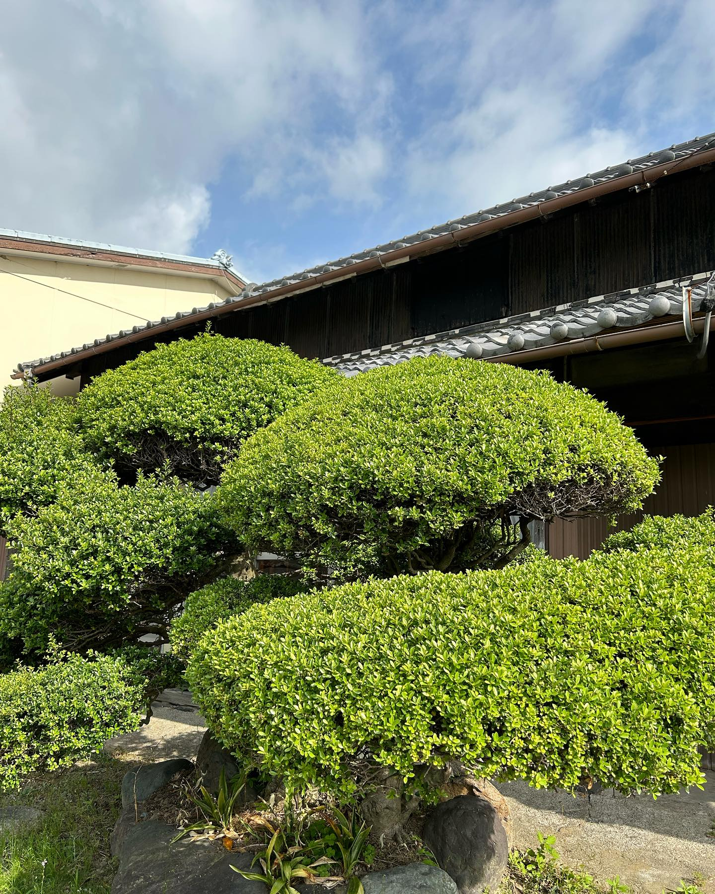 新緑の季節ですね😊