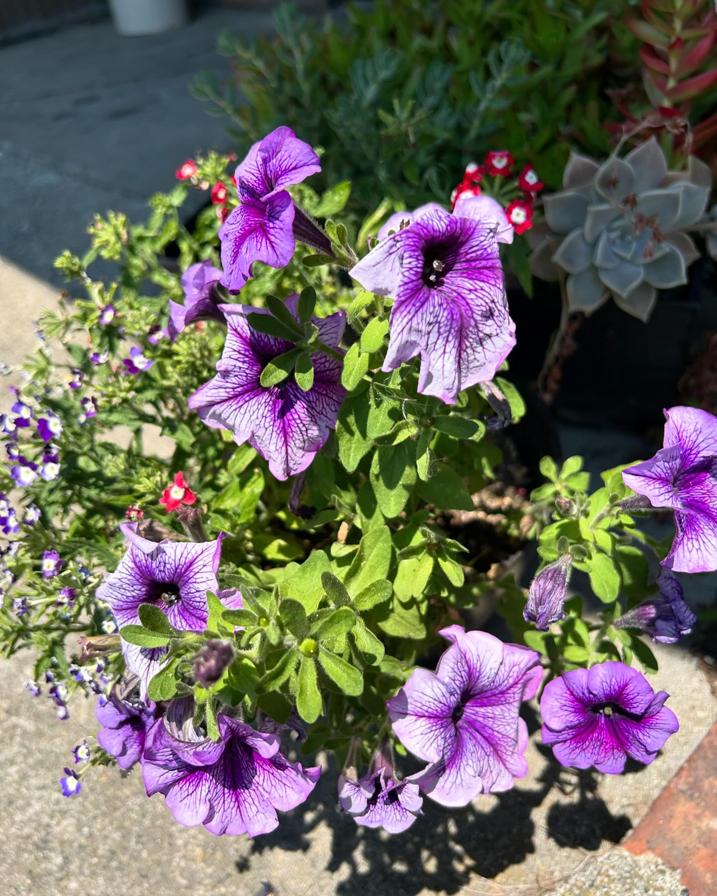 暑いくらいの日差しの中元気に咲いている花たちです😊