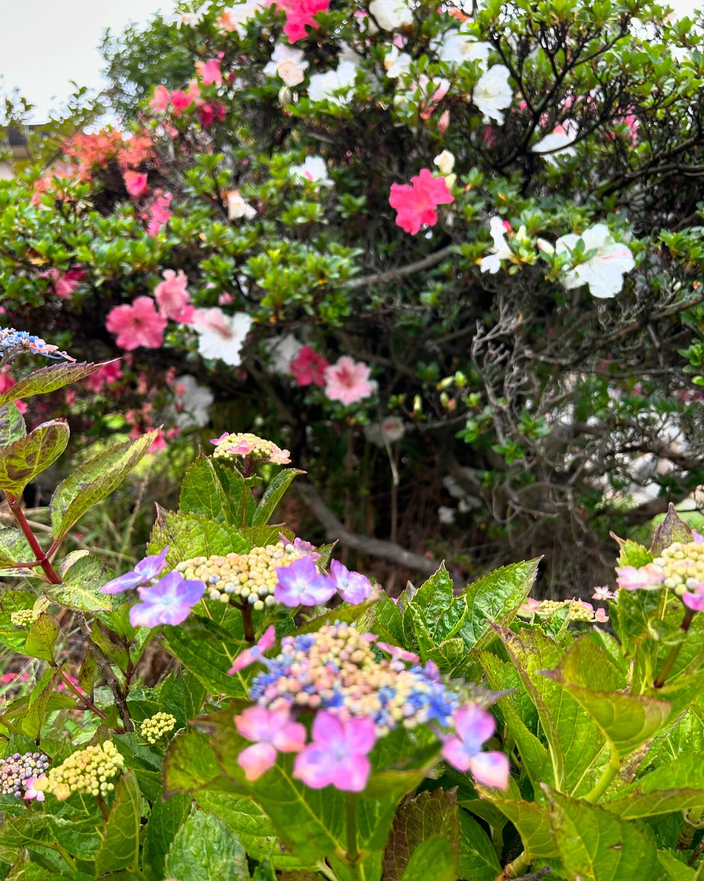 雨に煙る風のおとです。