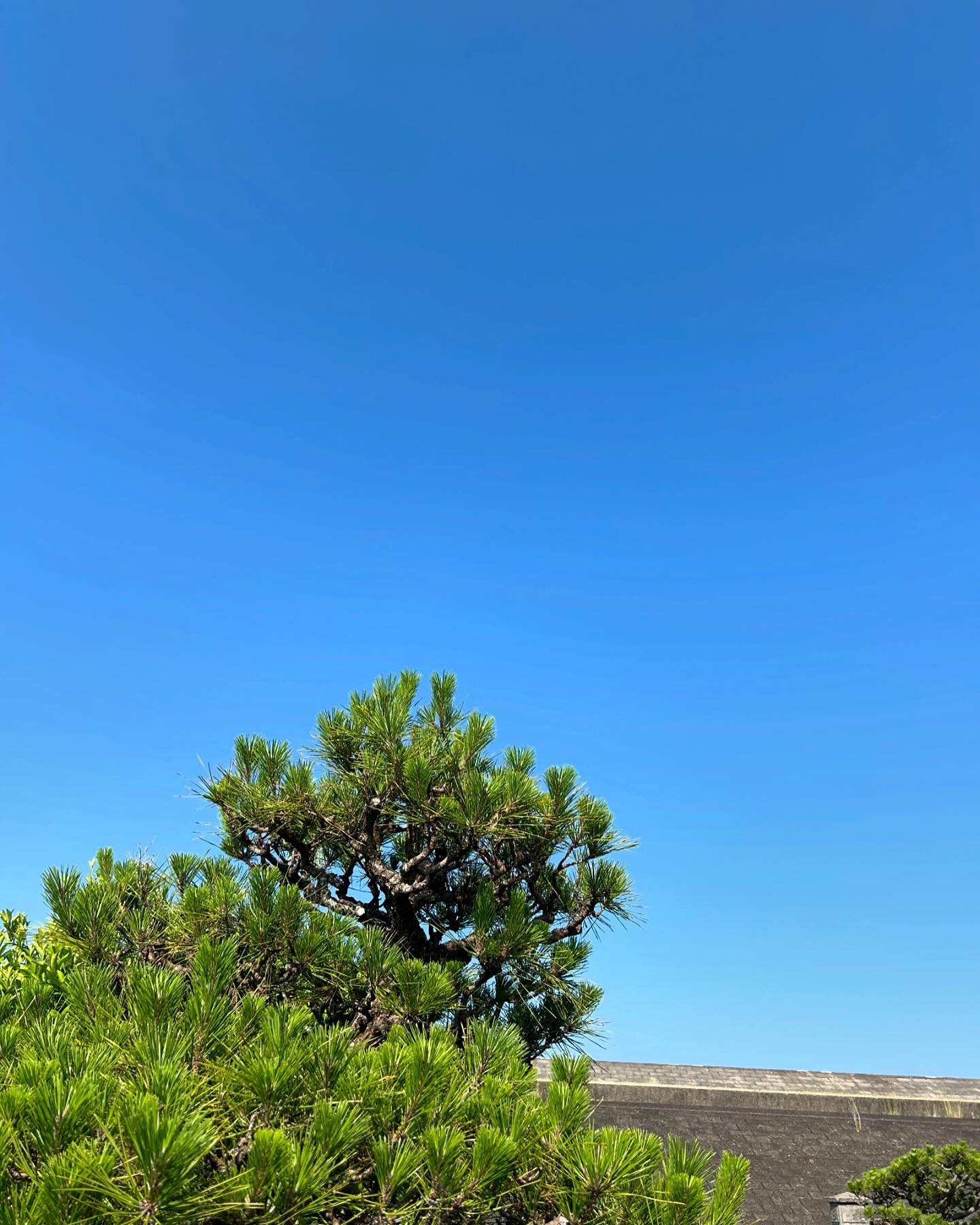 本日も暑くなりそうです☀️