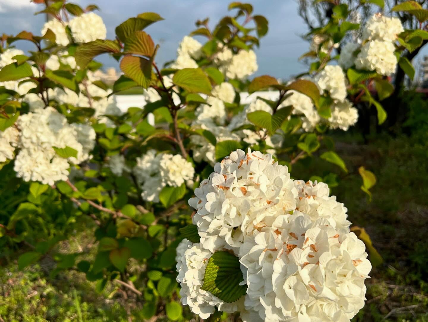 風のおとのカレーです。