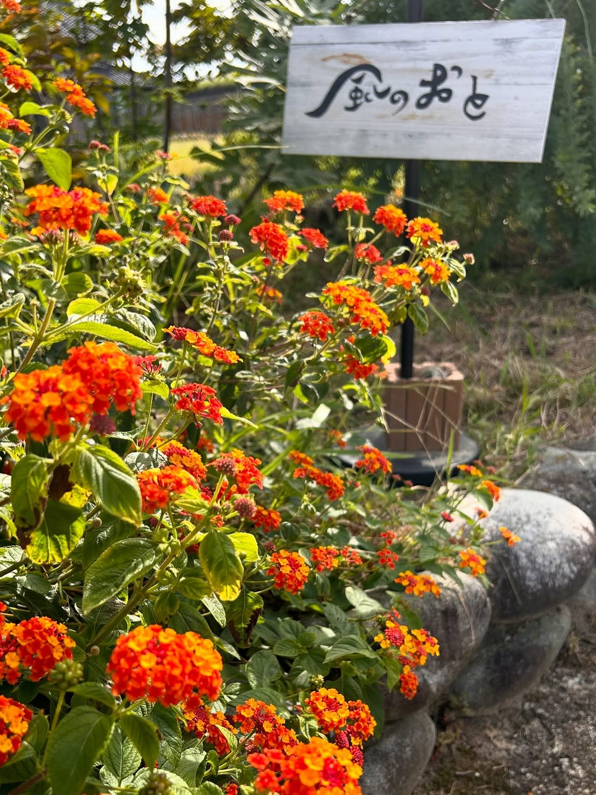風のおとの10月のお花達です。