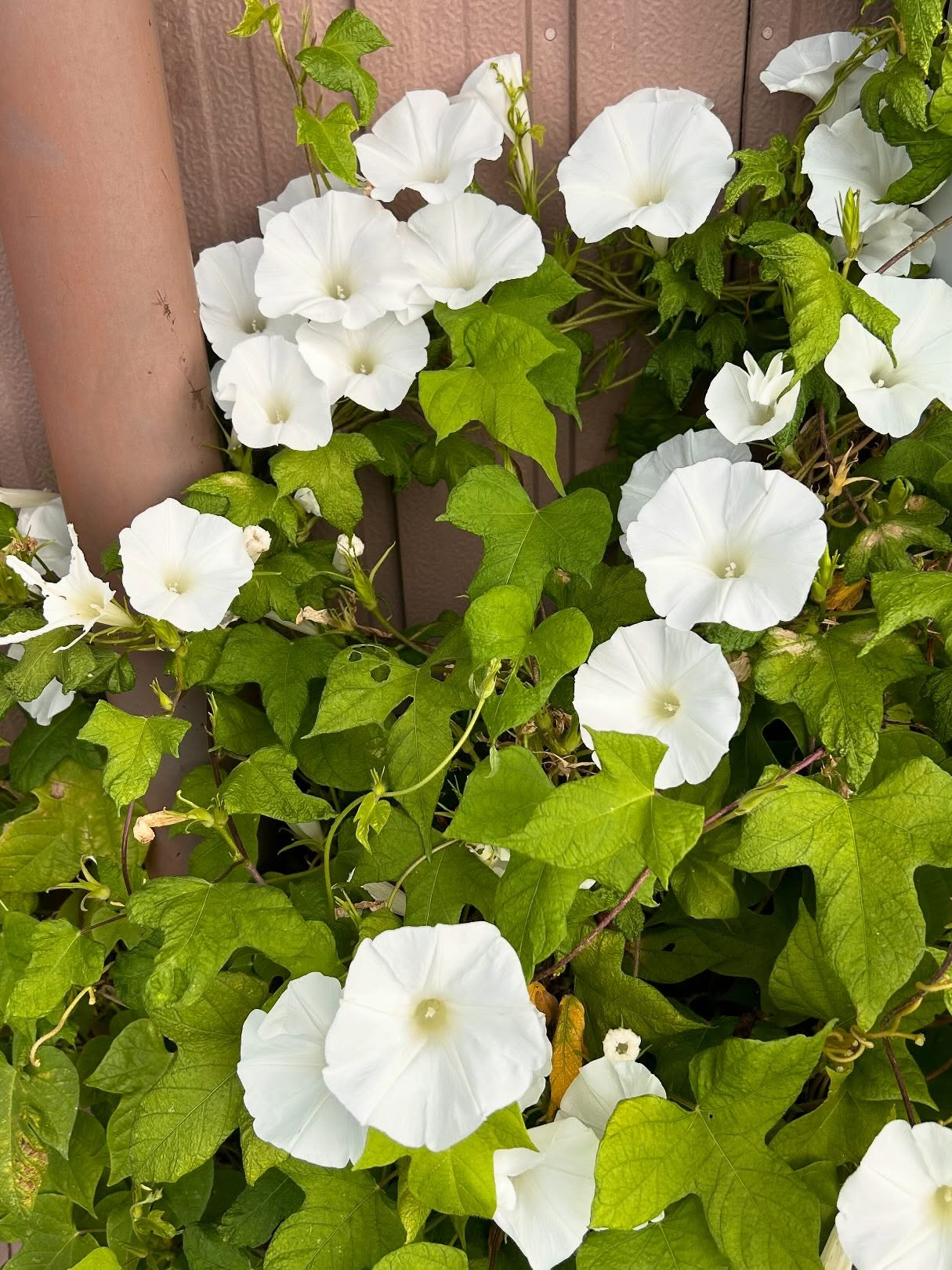風のおとの10月のお花達です。