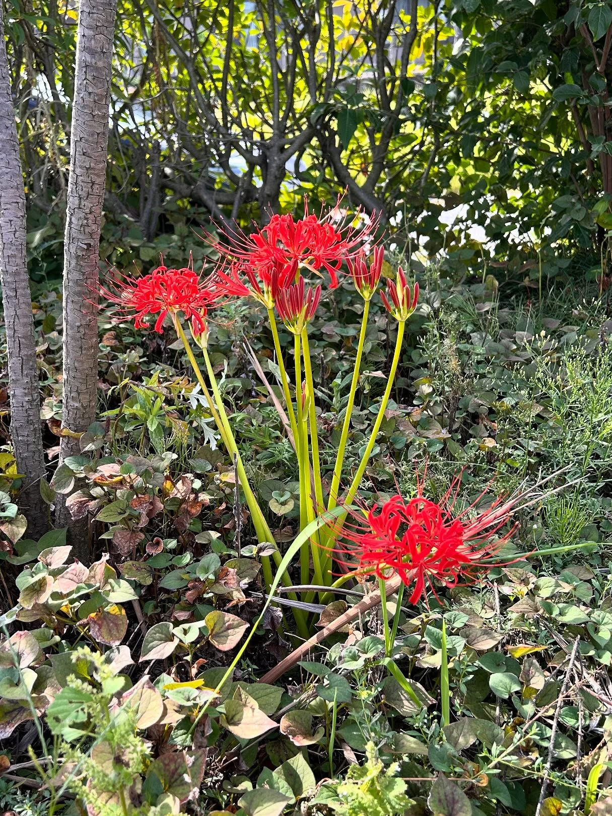 風のおとの10月のお花達です。