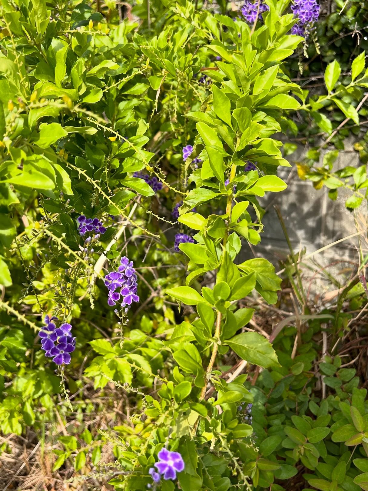 風のおとの10月のお花達です。