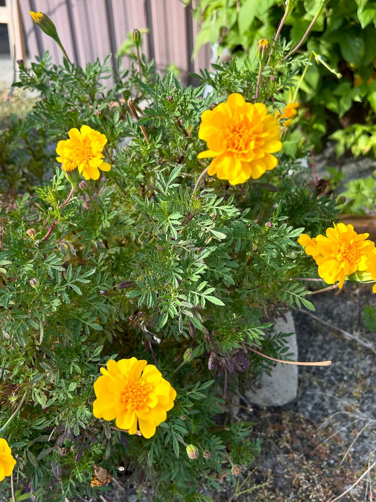 風のおとの10月のお花達です。