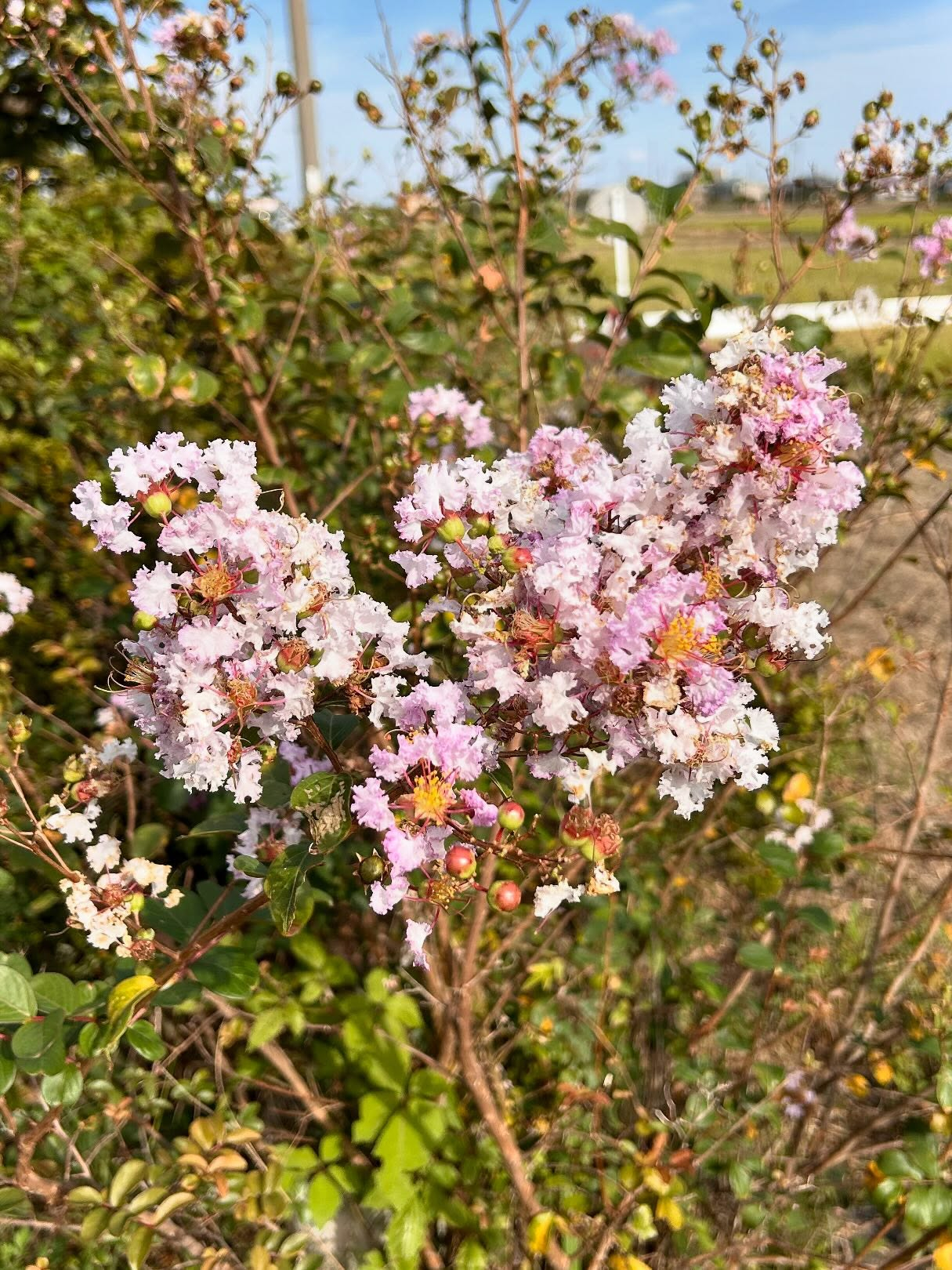 風のおとの10月のお花達です。