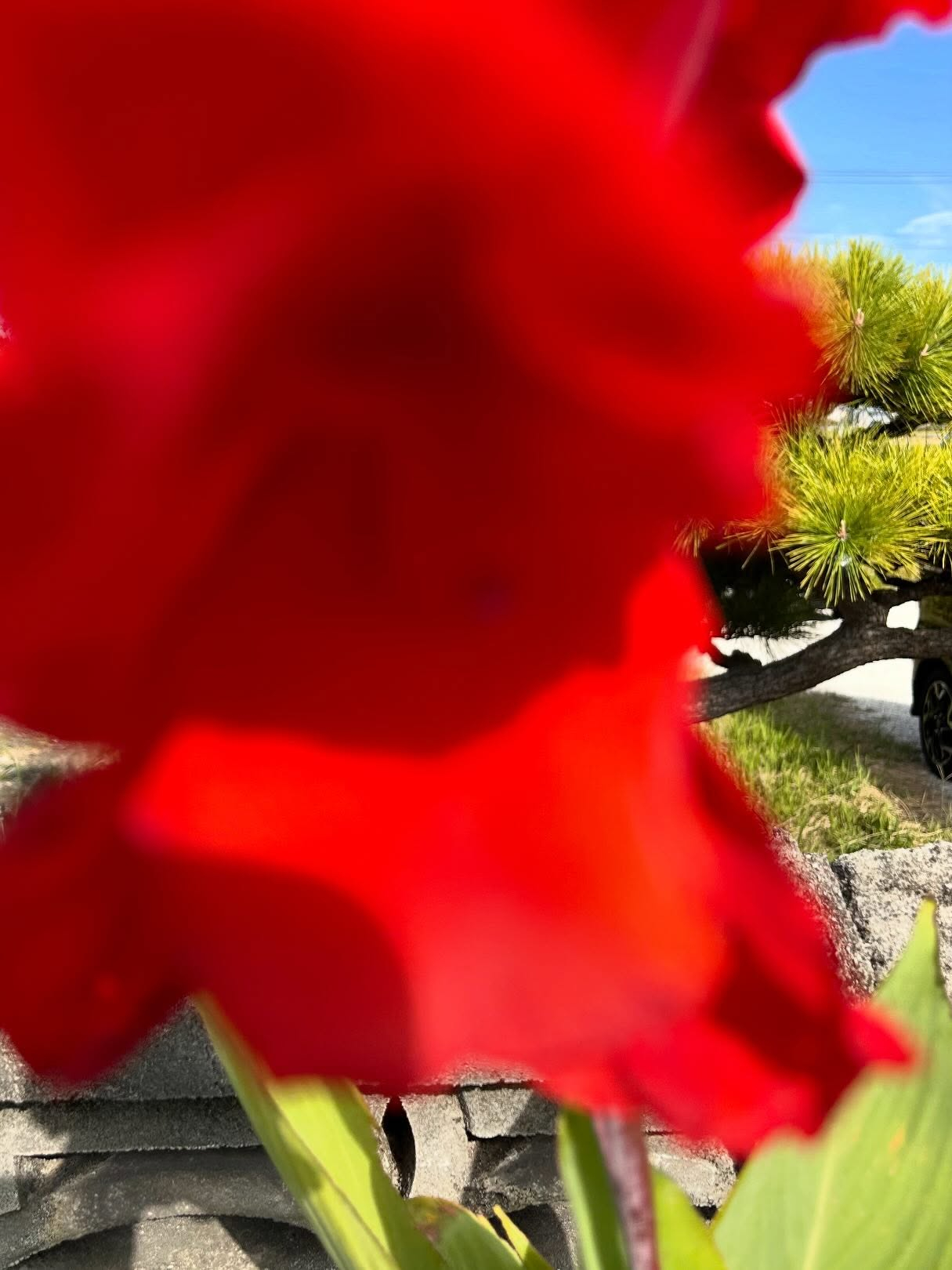 風のおとの10月のお花達です。