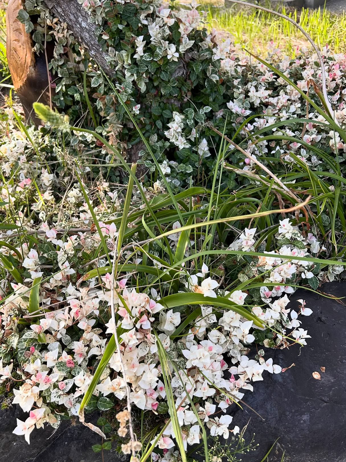 風のおとの10月のお花達です。