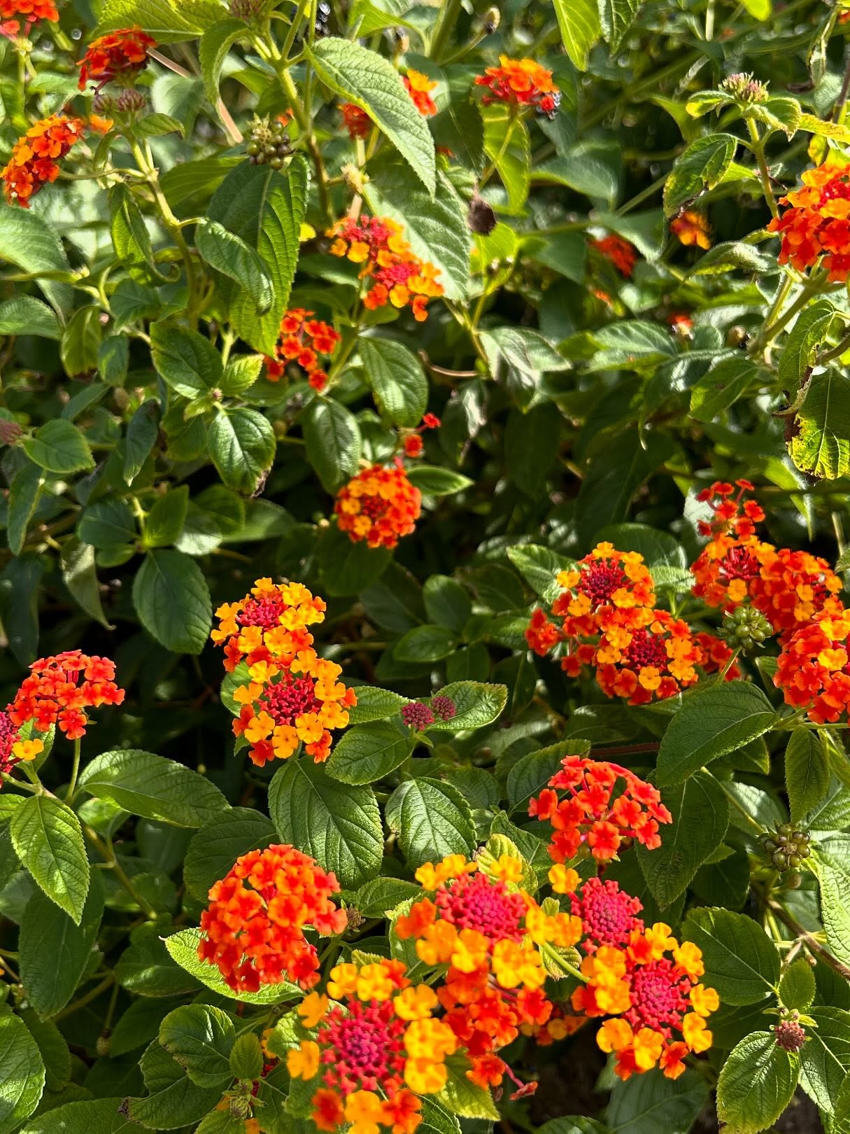 風のおとの10月のお花達です。