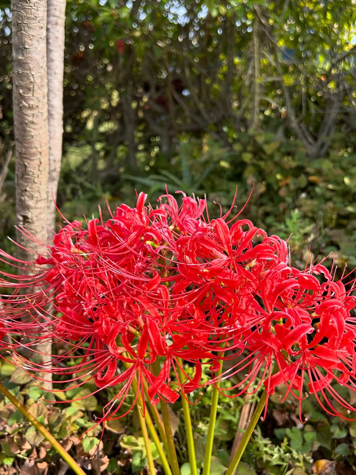風のおとの10月のお花達です。