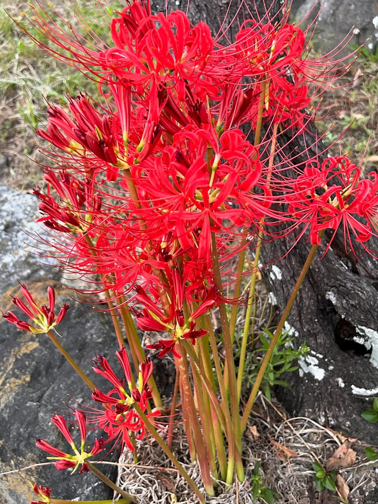 風のおとの木曽川の堤防側の道に看板を2つ付けました😊