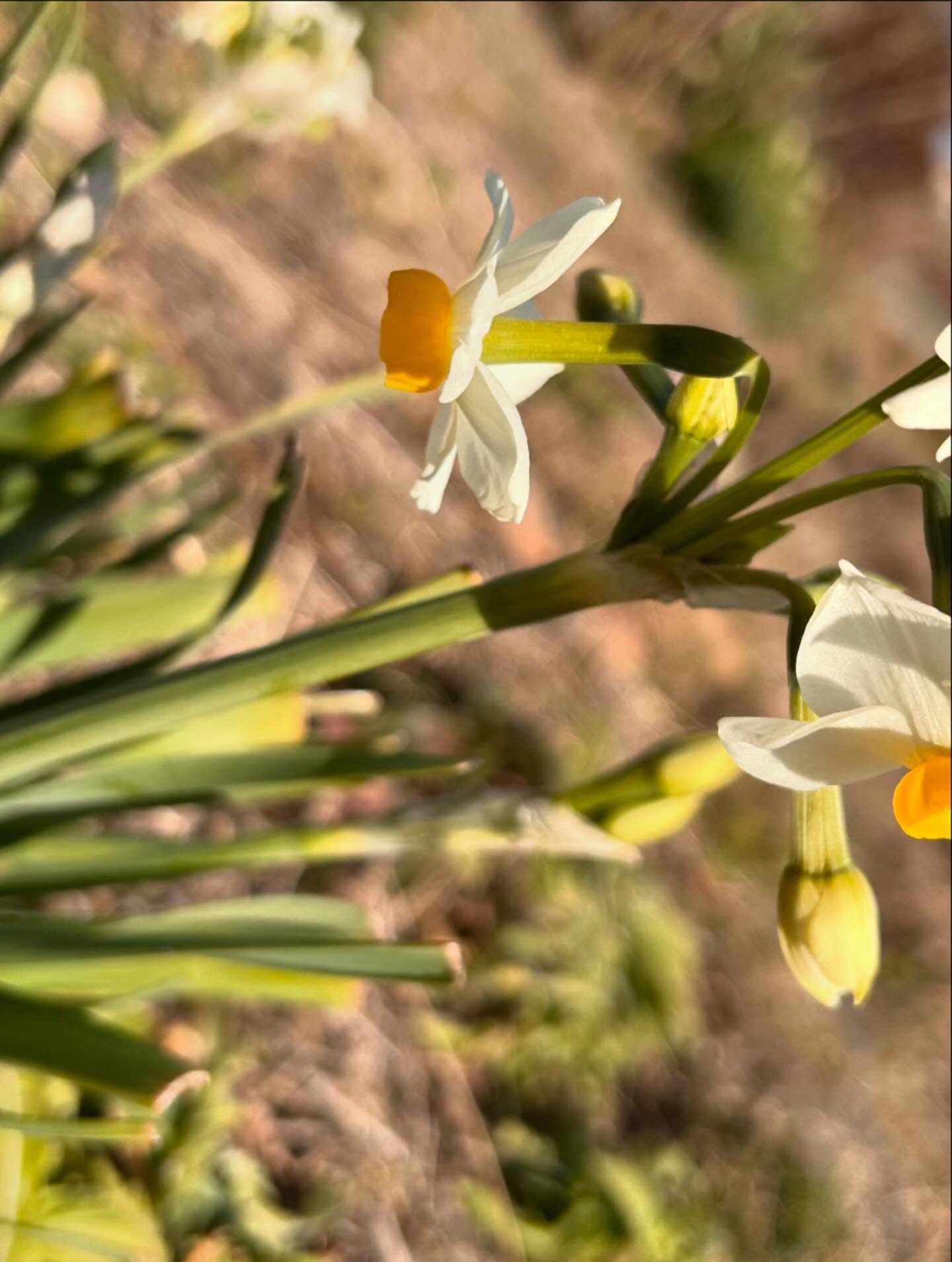 三重県の木曽岬町の古民家カフェ風のおとです😊