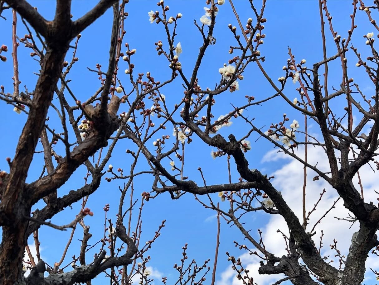 春の気配を少し感じさせる風のおとです😊