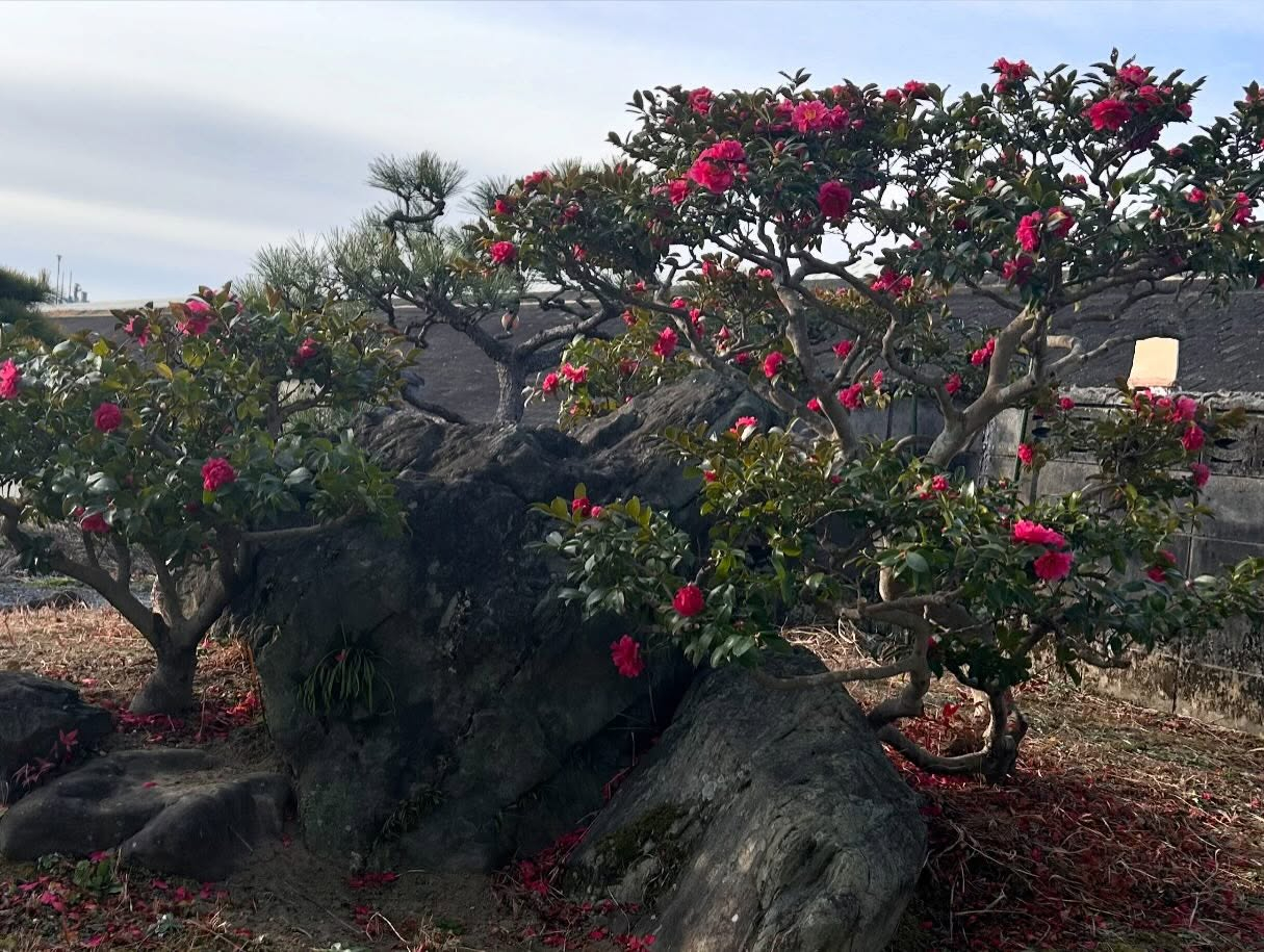 春の気配を少し感じさせる風のおとです😊